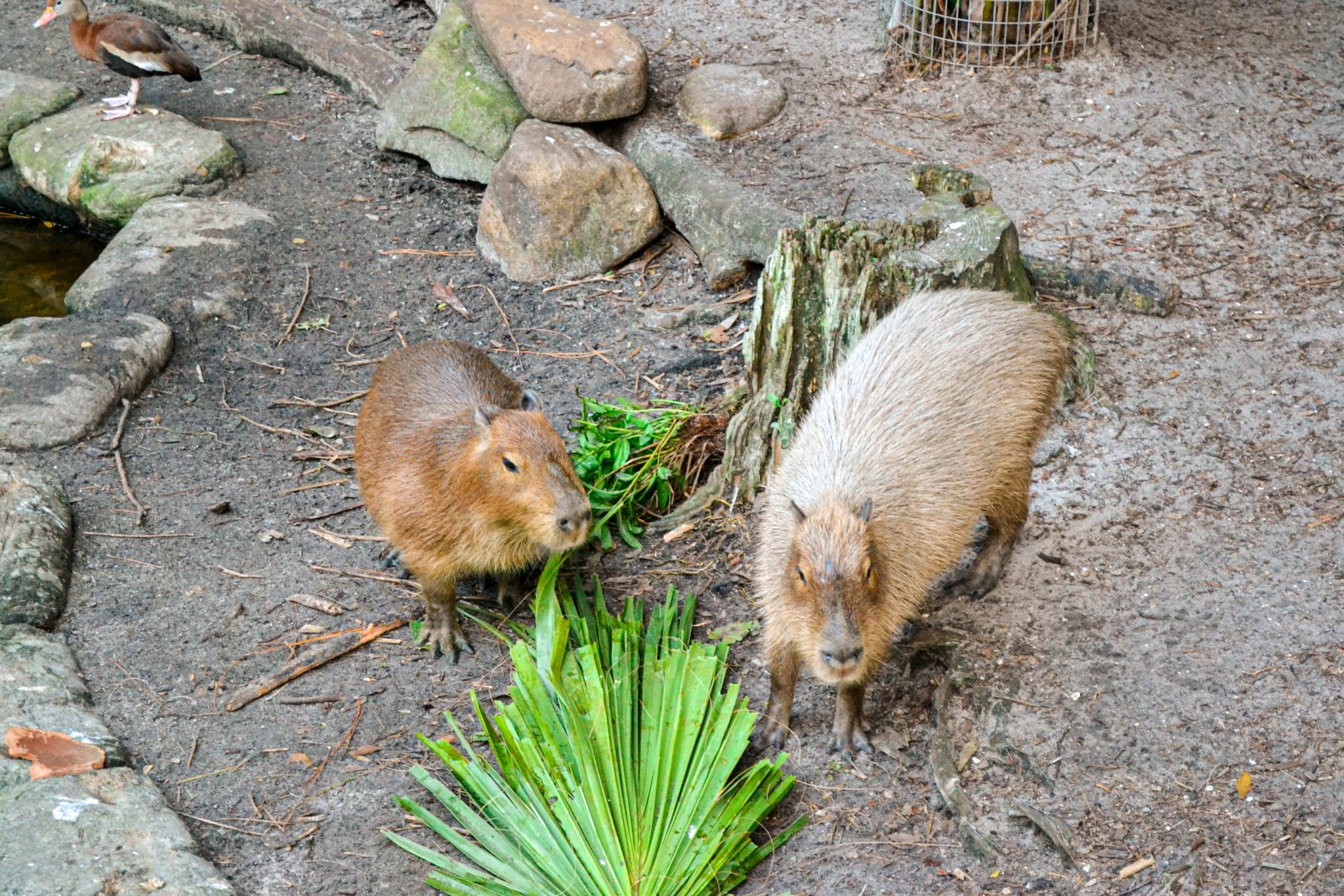 Two capybaras in a zoo