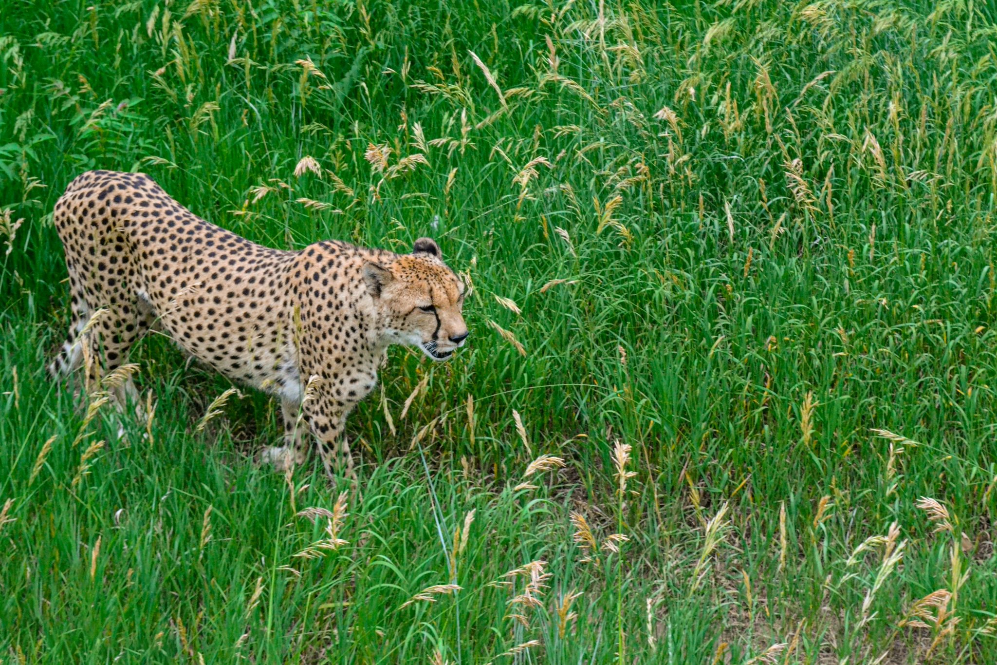 Cheetah walking through tall grass