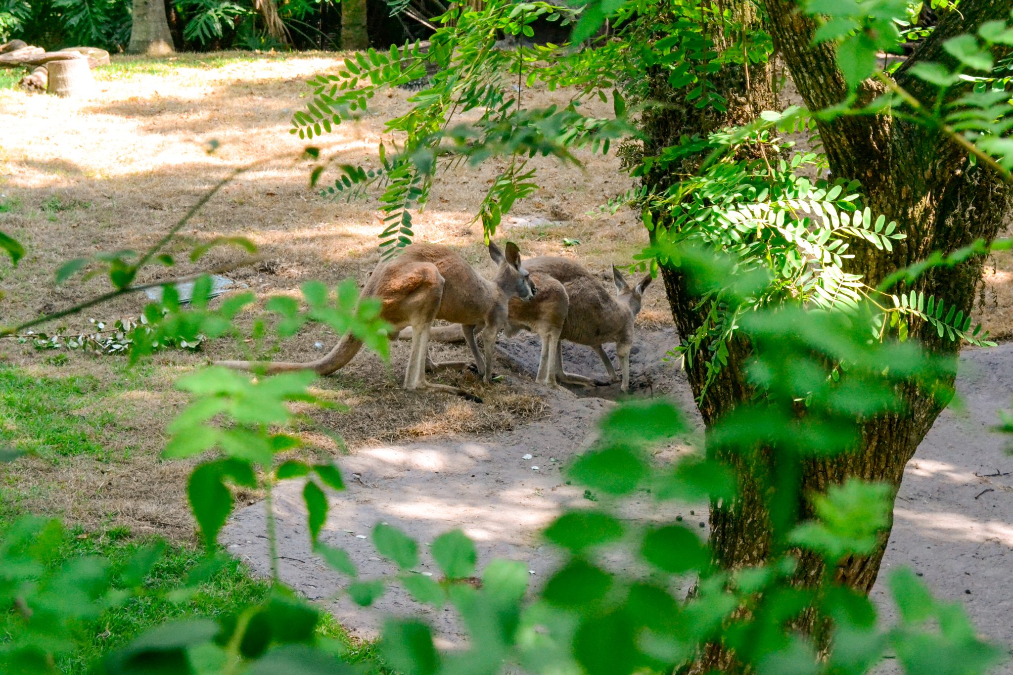 Kangaroos resting in the shade