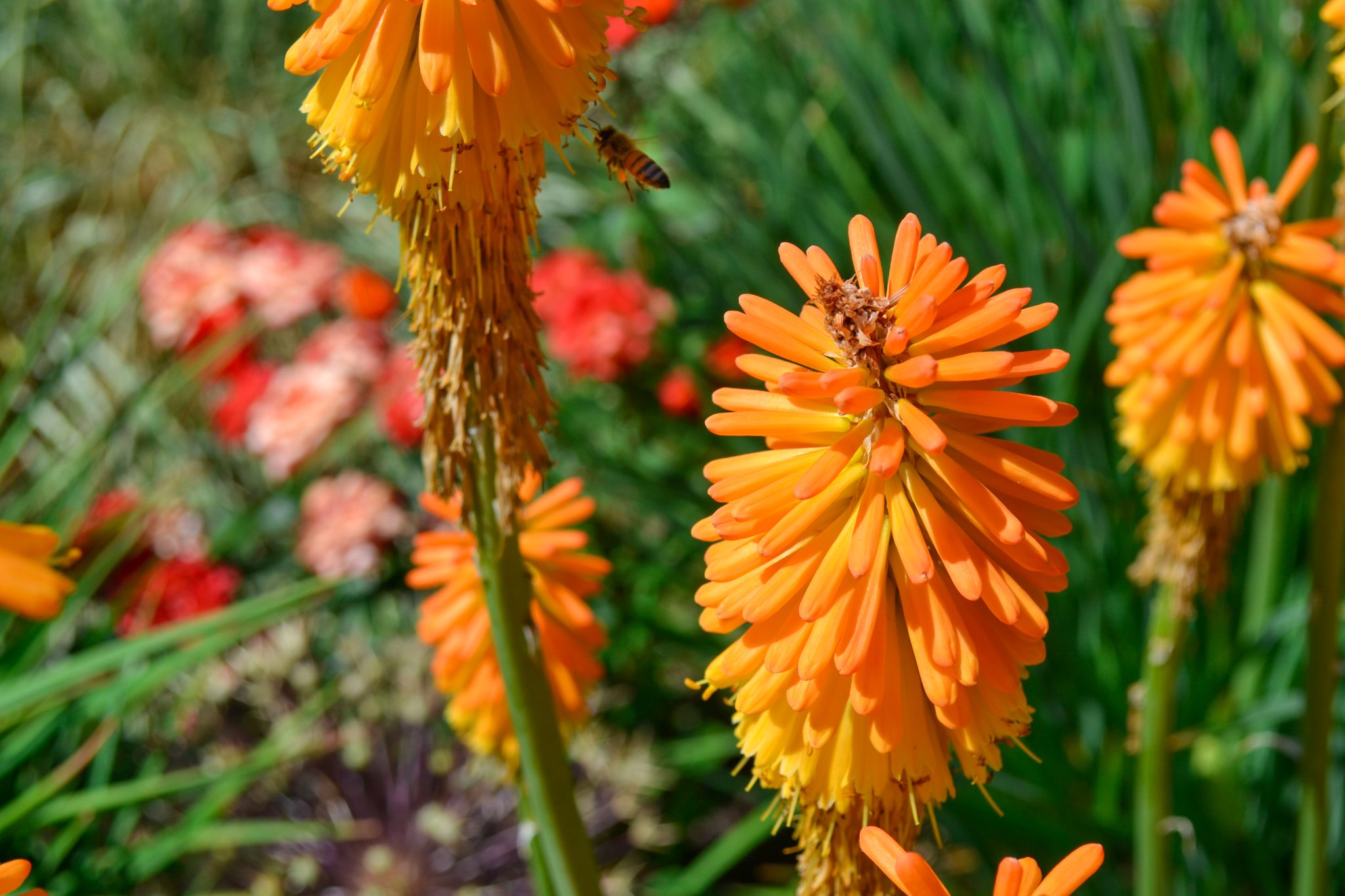 Common red hot poker