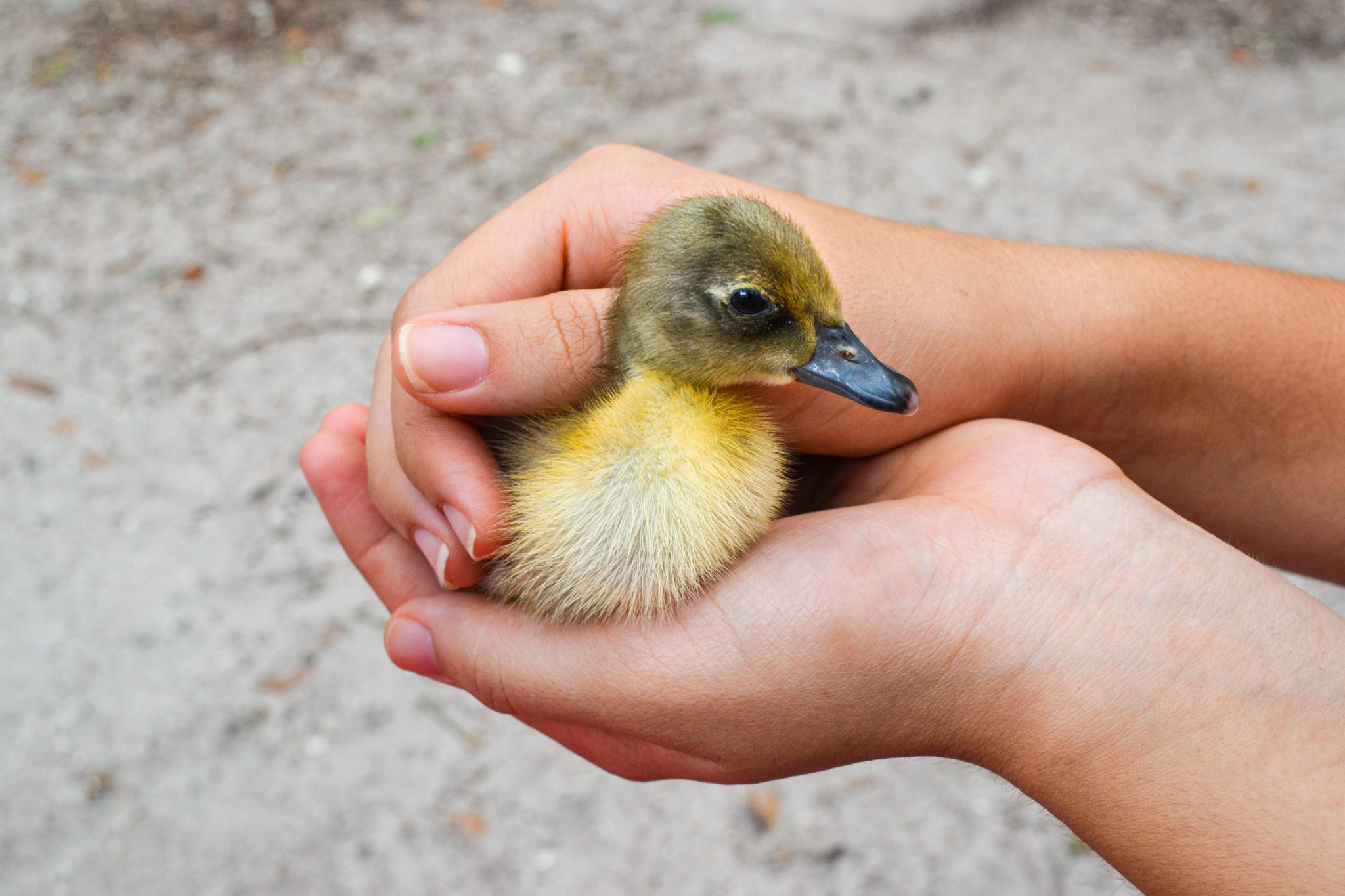 Hands holding a baby duckling
