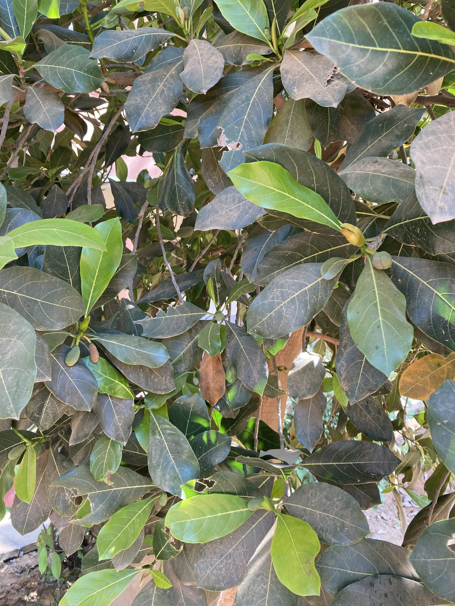 Jackfruit leaves