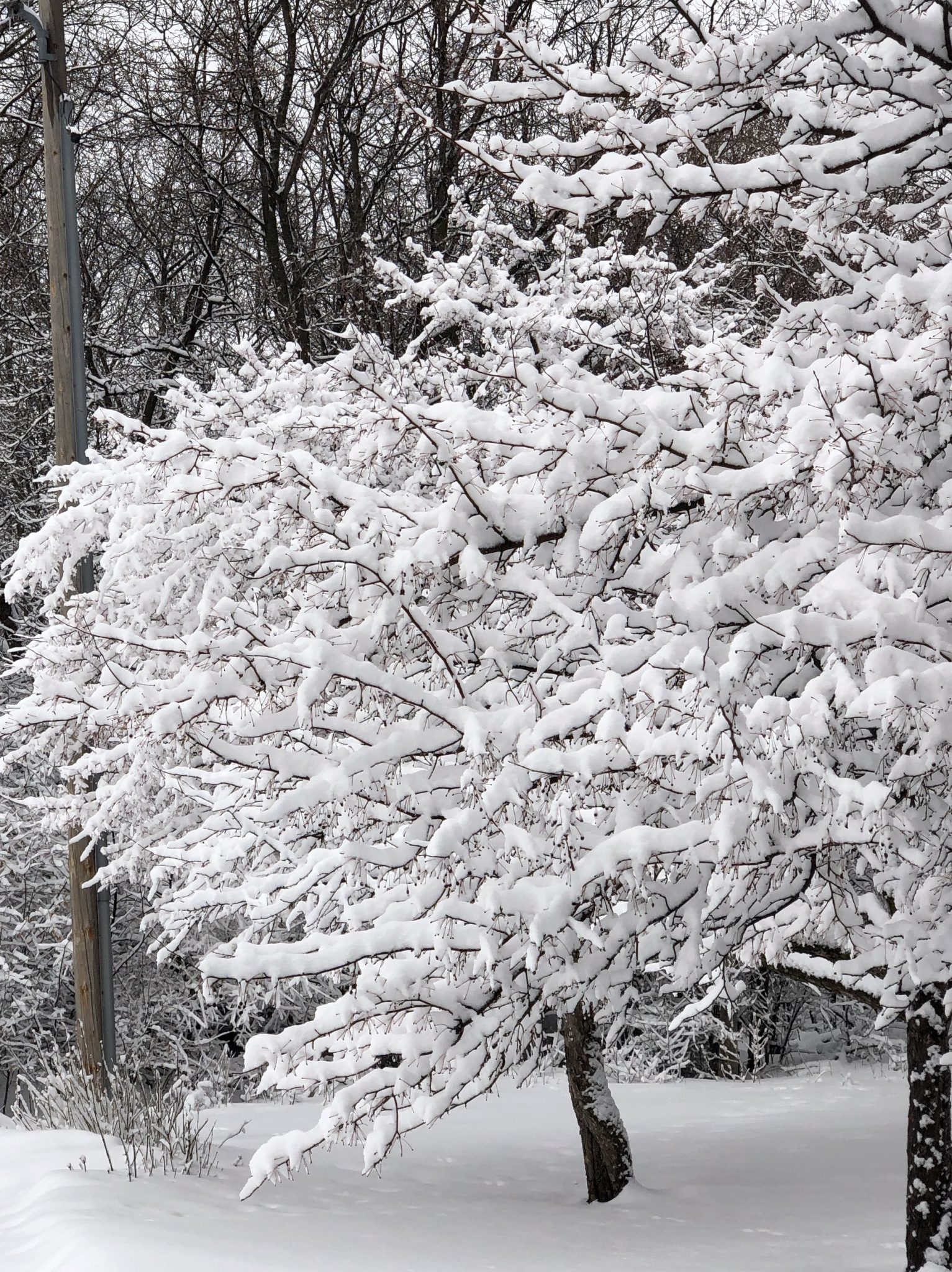 Closeup view of a icy-snow covered tree