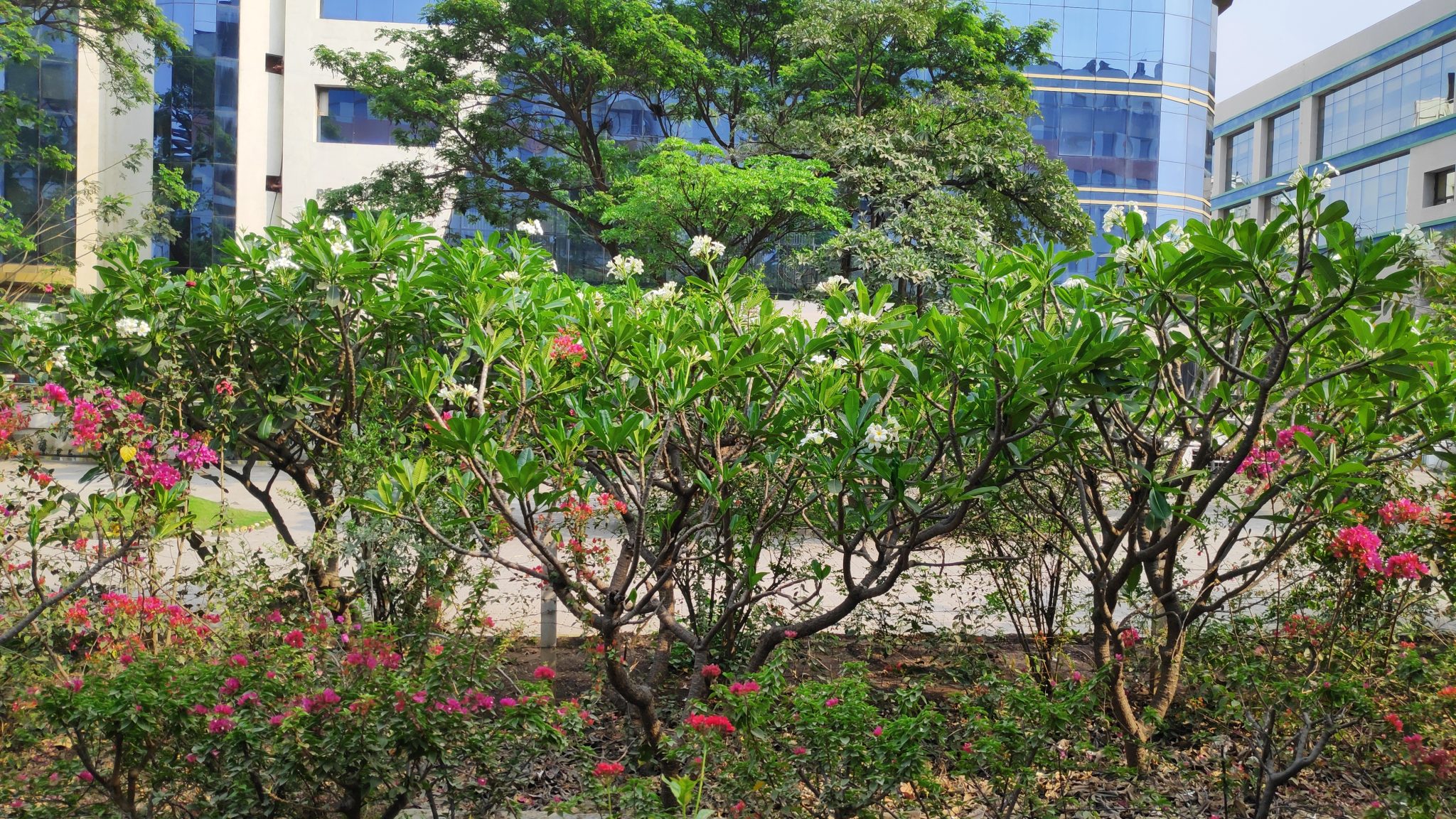 Plumeria obtusa,Frangipani, Plumeria
