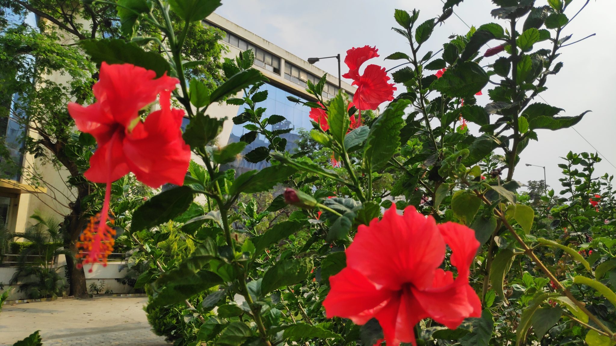 Hibiscus rosa-sinensis, known colloquially as Chinese hibiscus, China rose, Hawaiian hibiscus, rose mallow