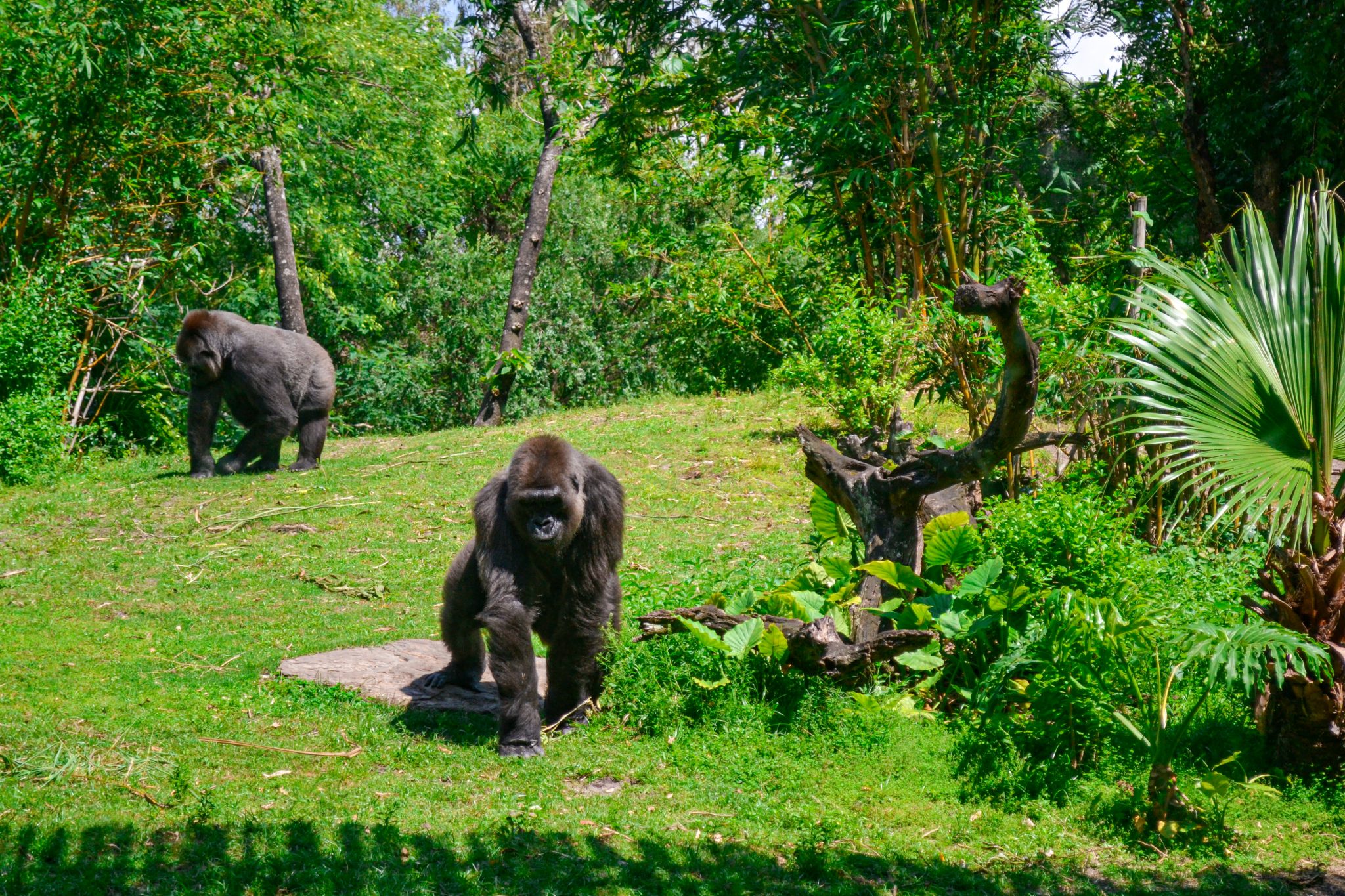 Two gorillas in a safari exhibit