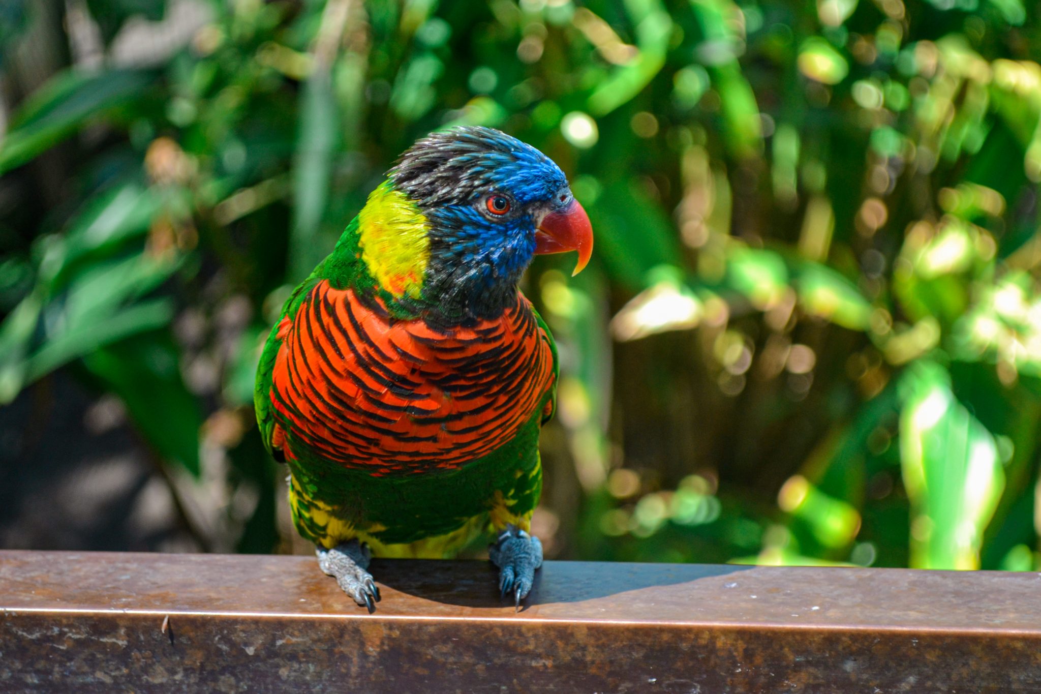 Colorful lorikeet bird