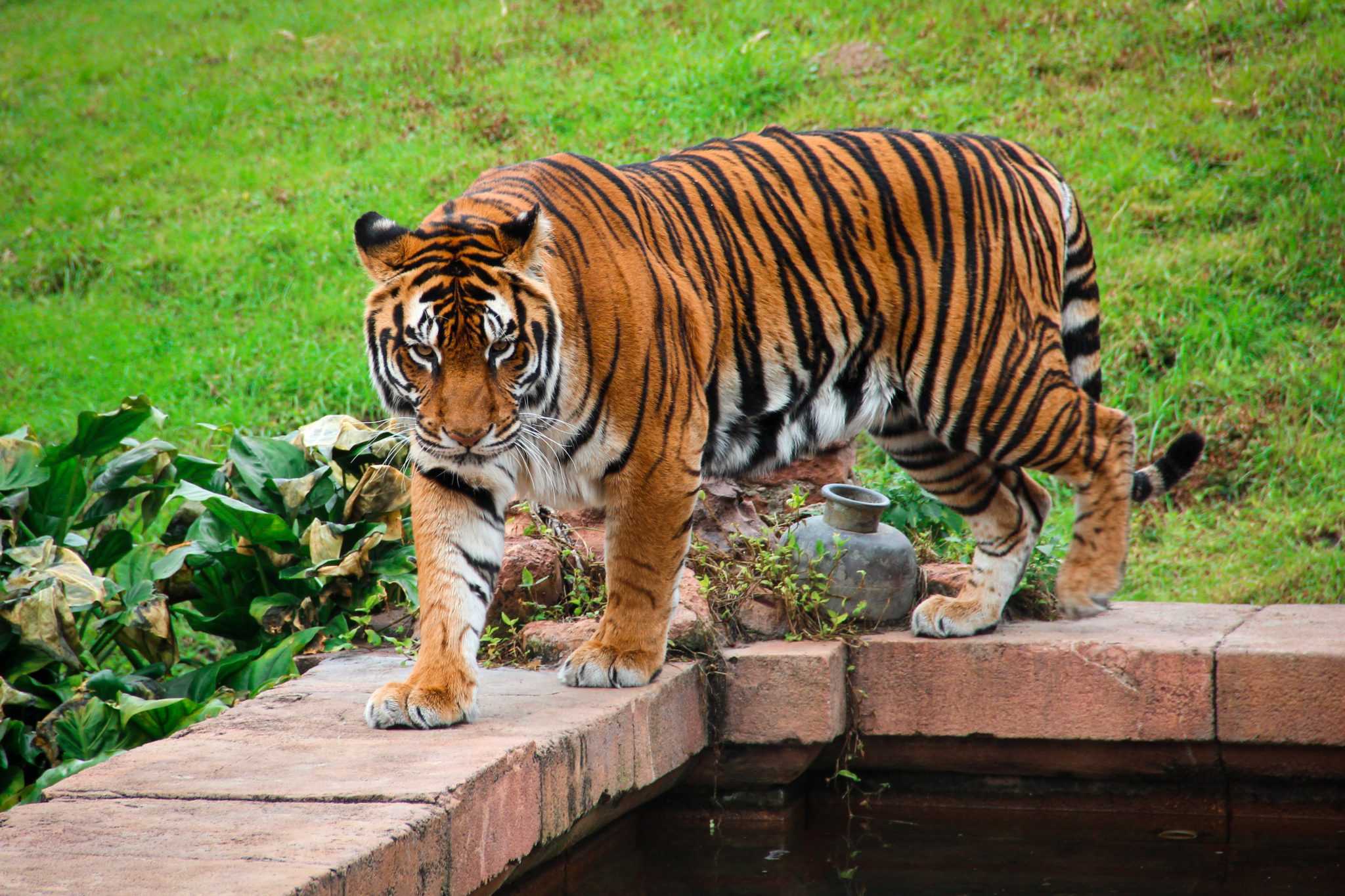 Tiger walking at the edge of a pool of water