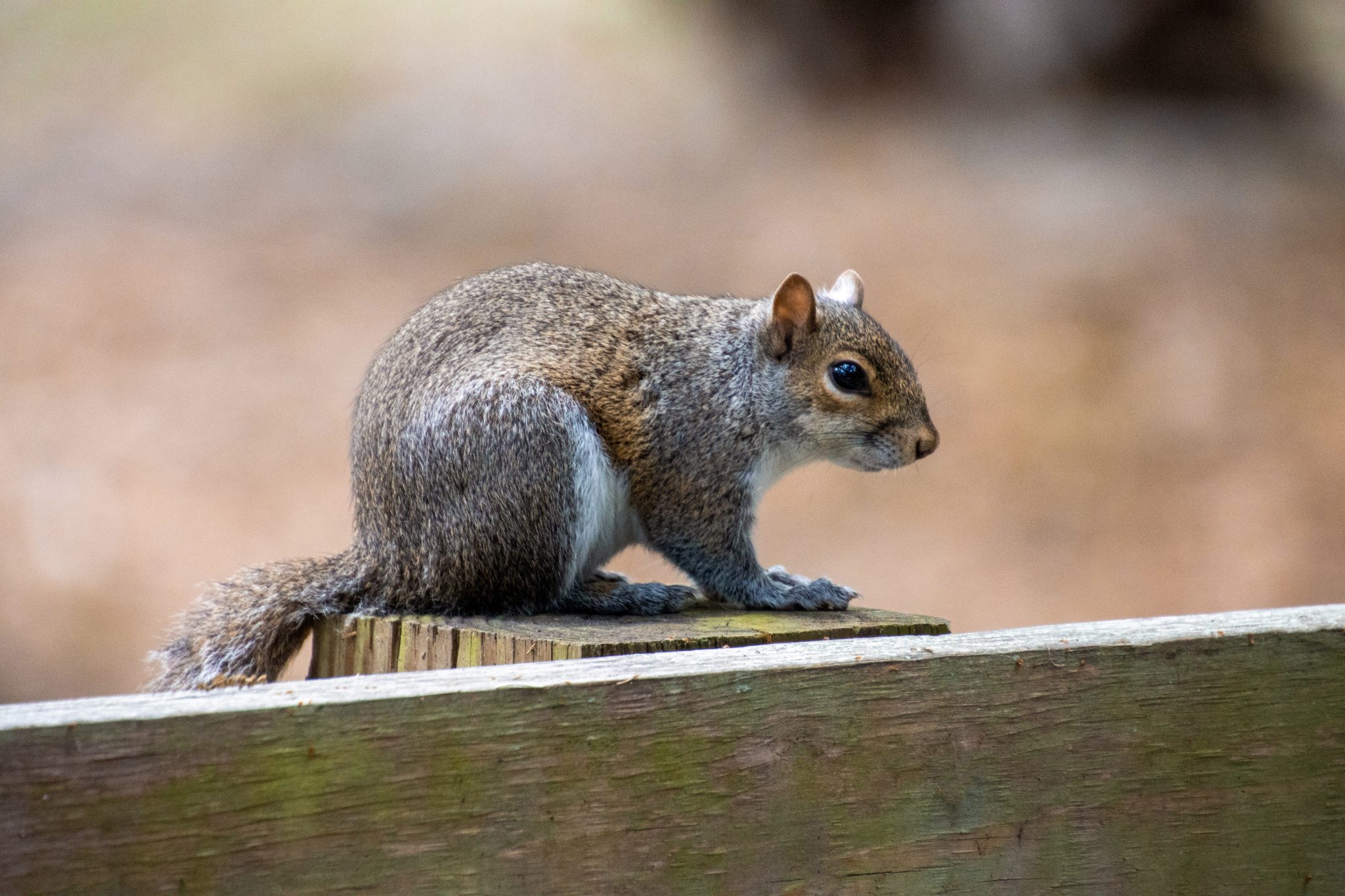 Squirrel sitting on a fence post