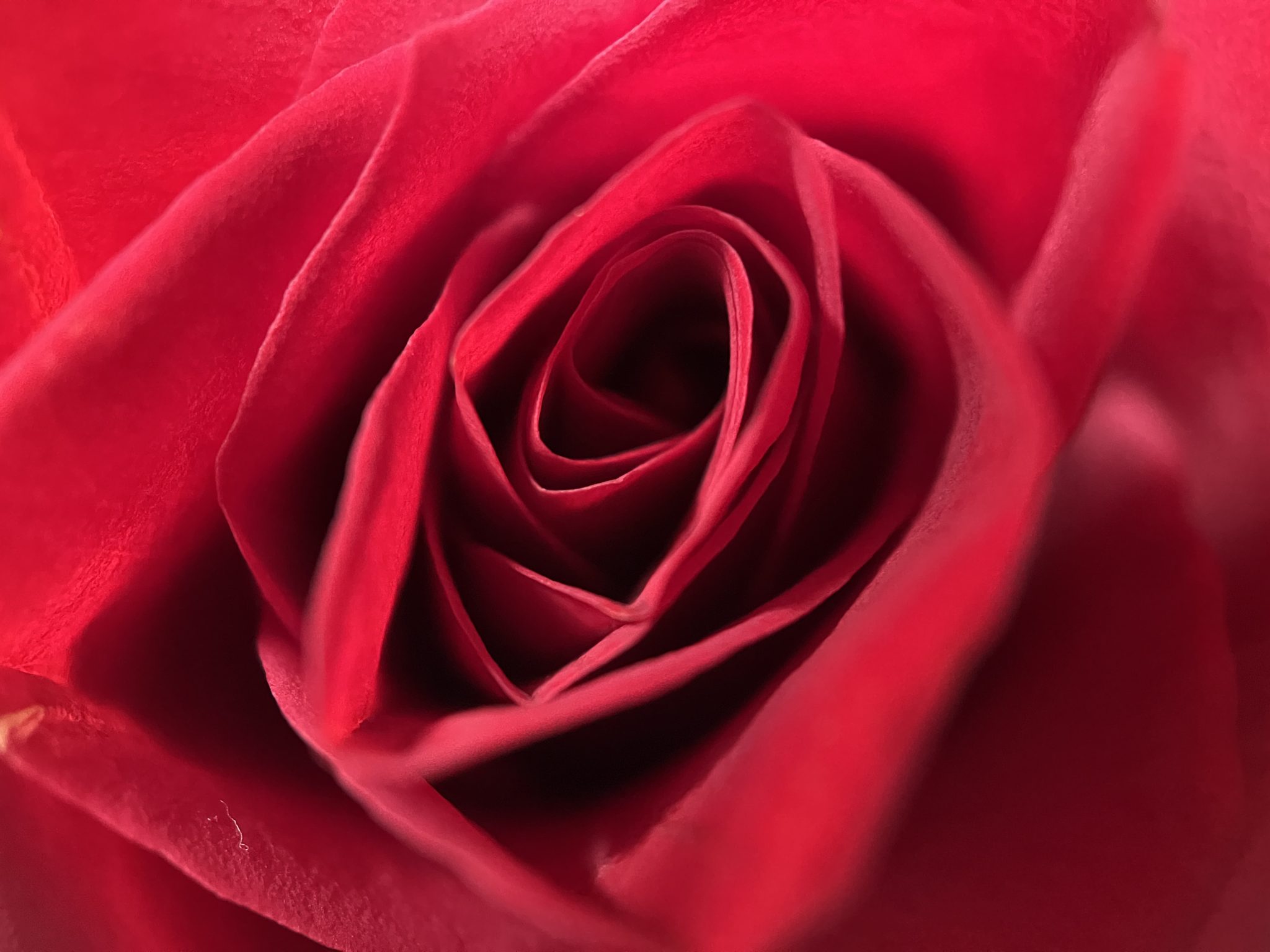 Heart of a red rose