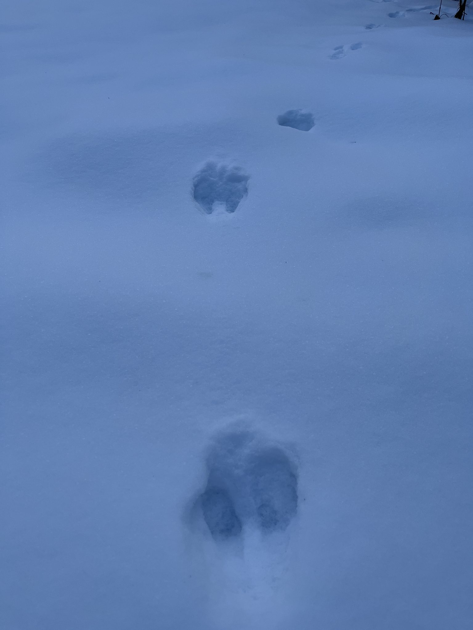 Rabbit track in the dawn snow
