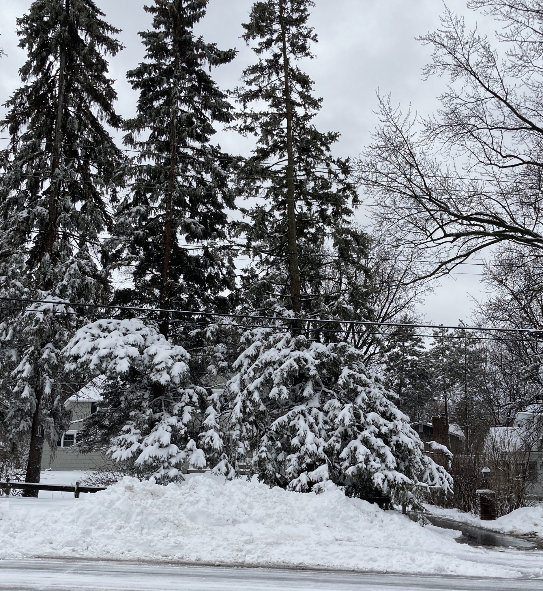 Street view of snow covered trees.