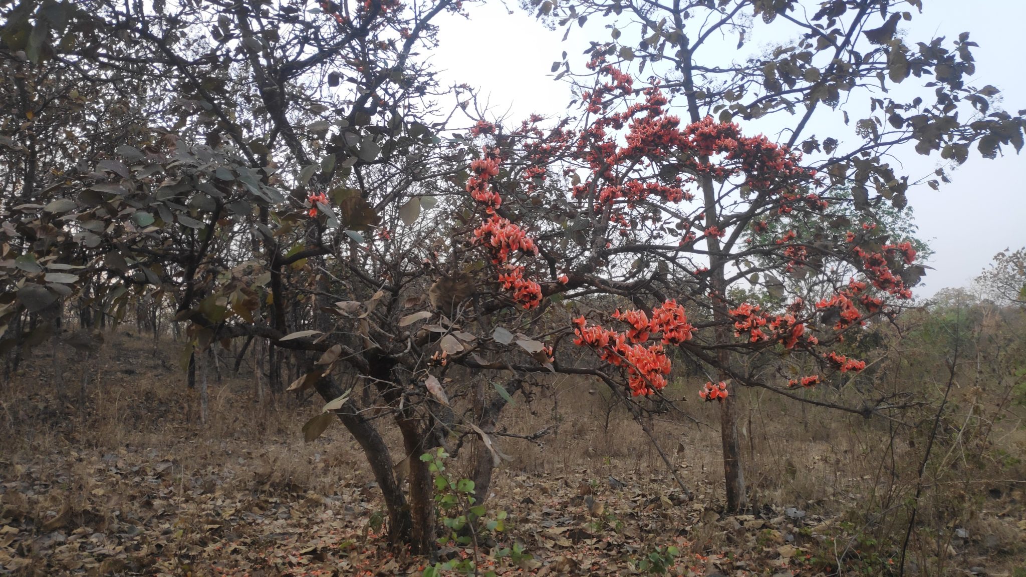 Pangara Tree in forest