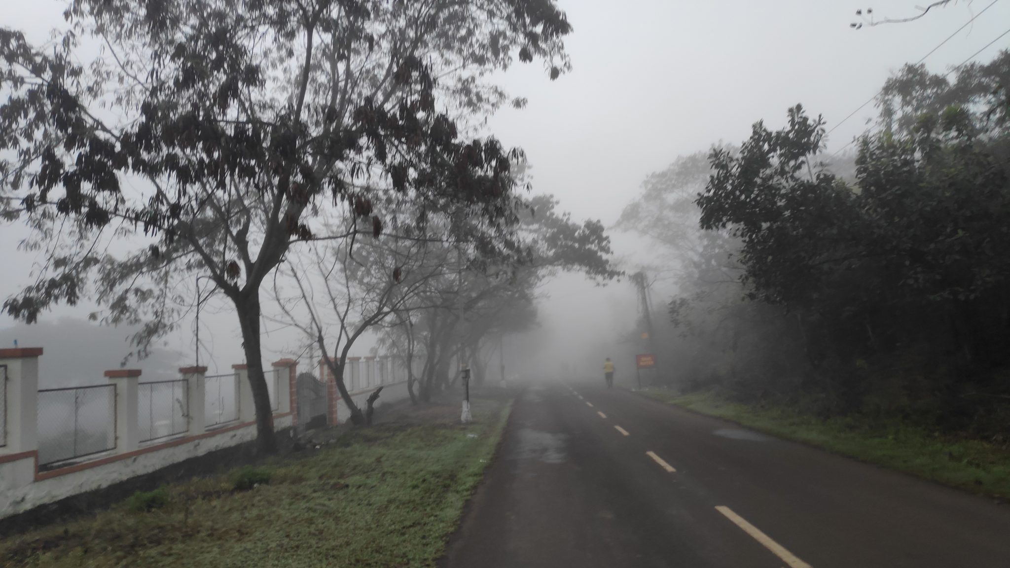 Morning fog, road and trees