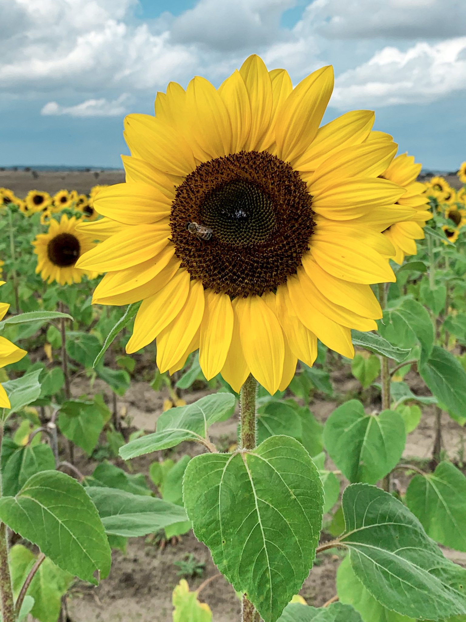 Sunflower with a bee on it standing tall in a field