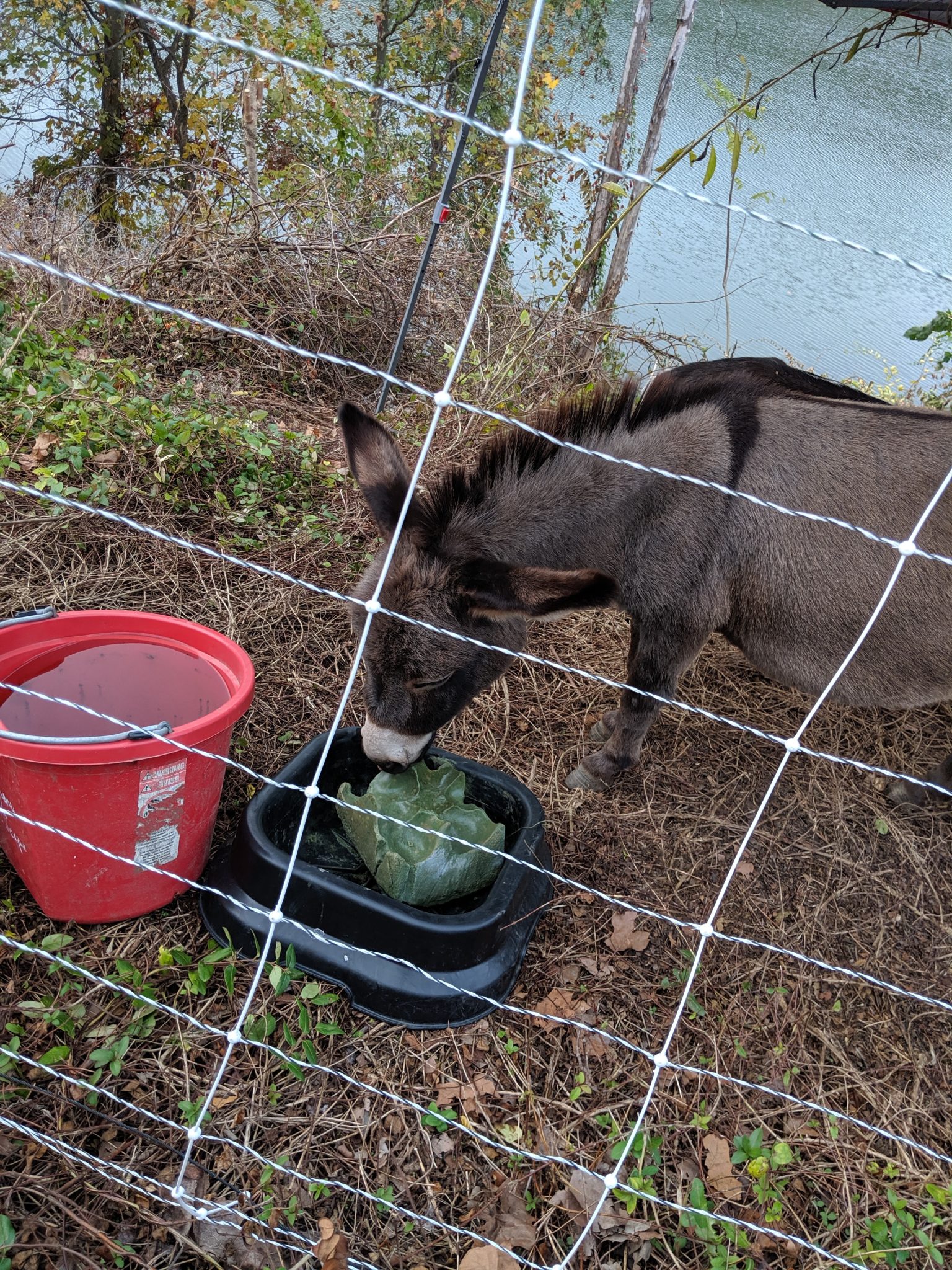 A donkey drinking some water