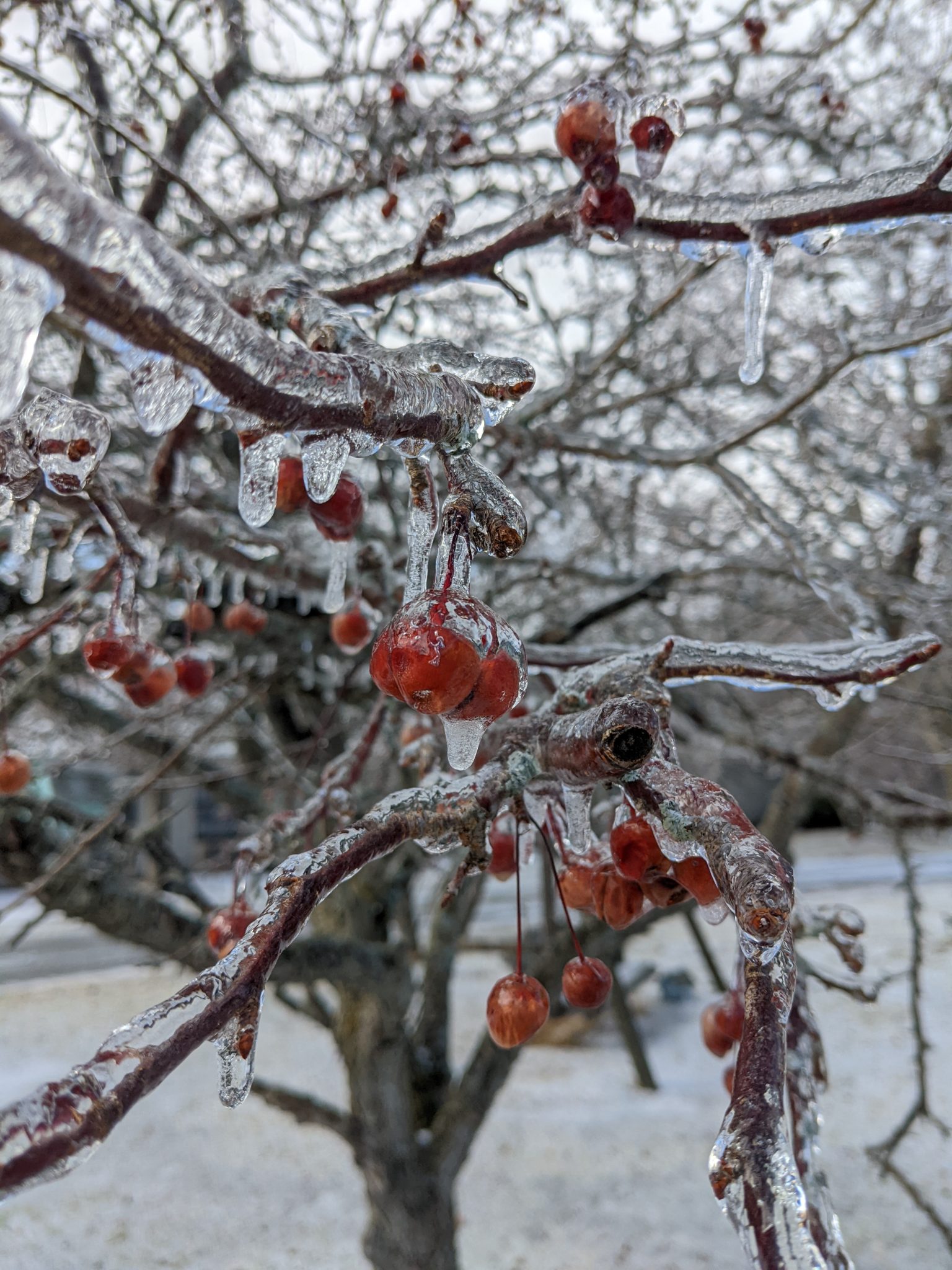 Ice on cherry tree branches