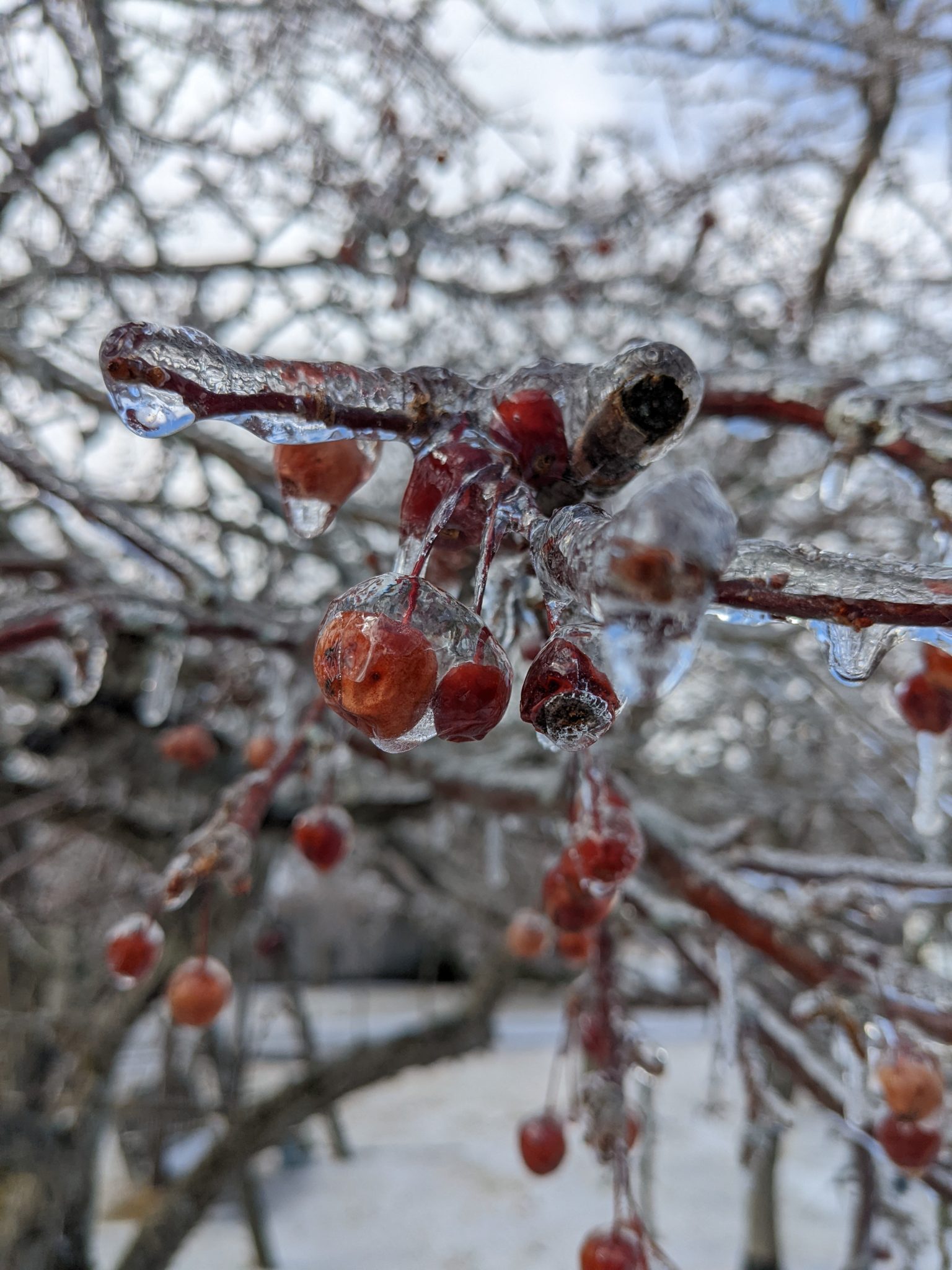 Last fall's cherries encased in ice