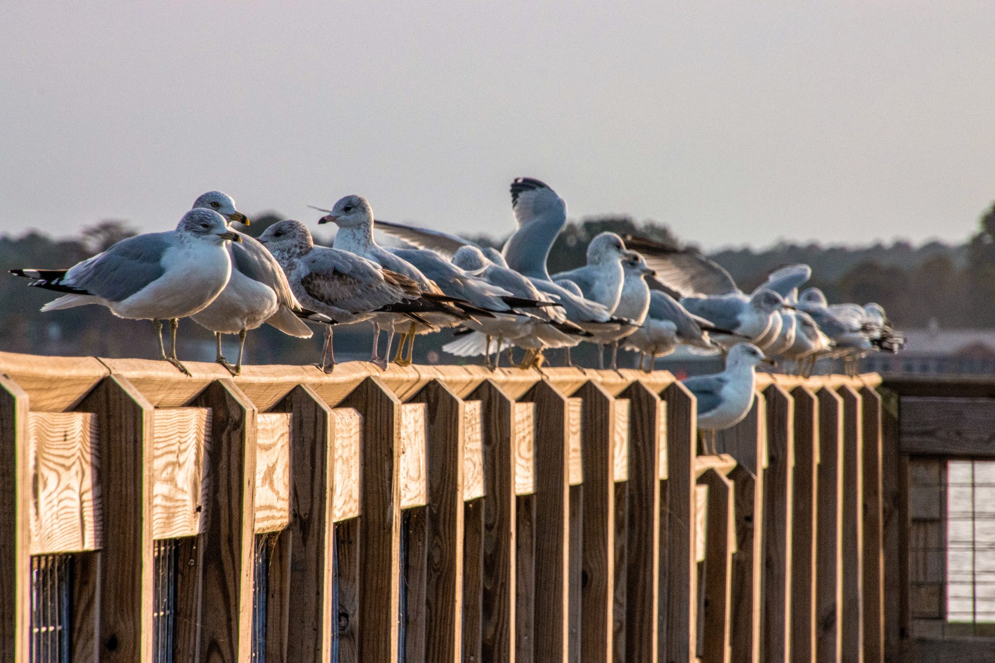 Row of seagulls standing on a pier railing at sunset