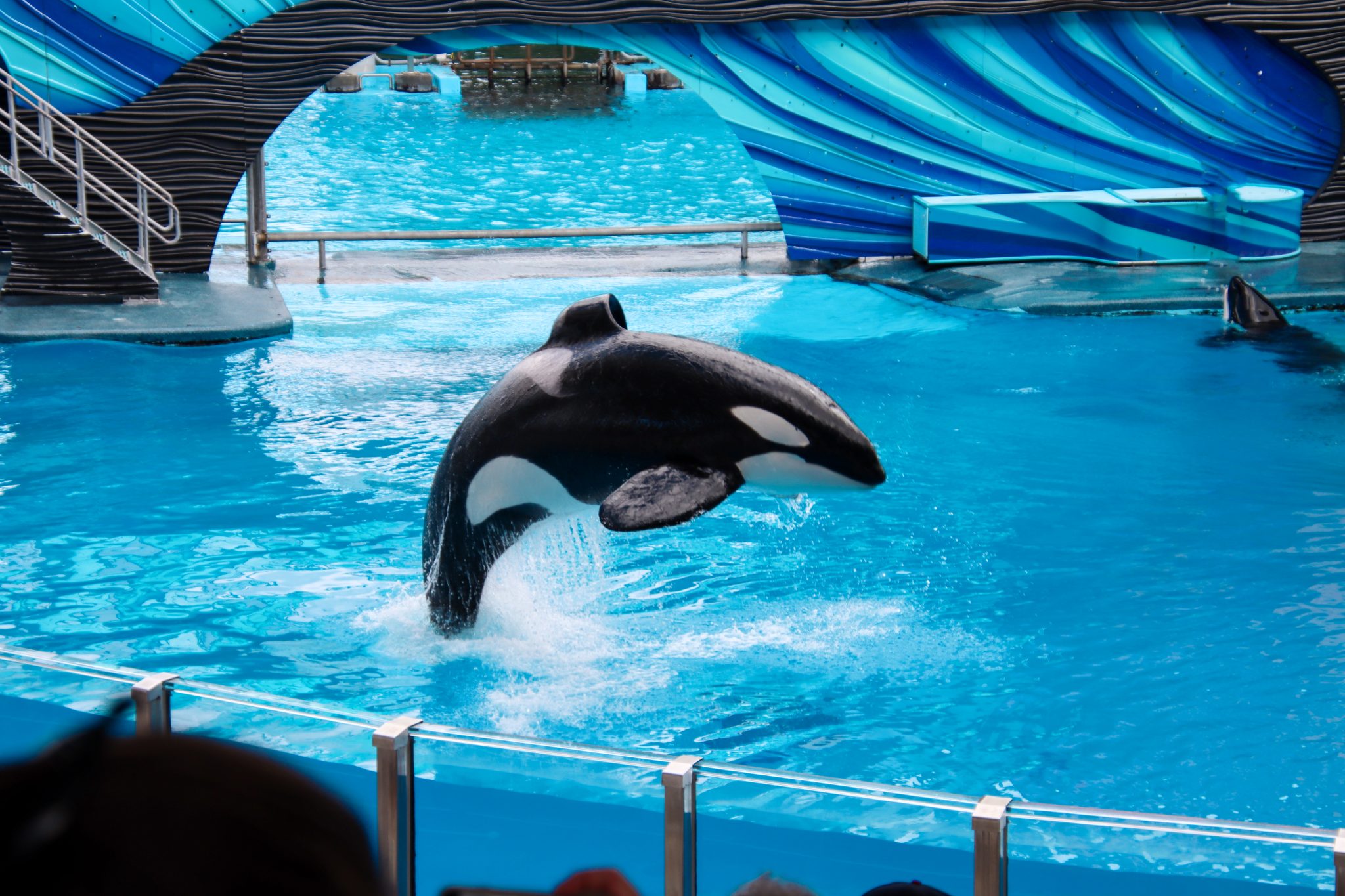 Orca (killer whale) jumping out of the water at a theme park