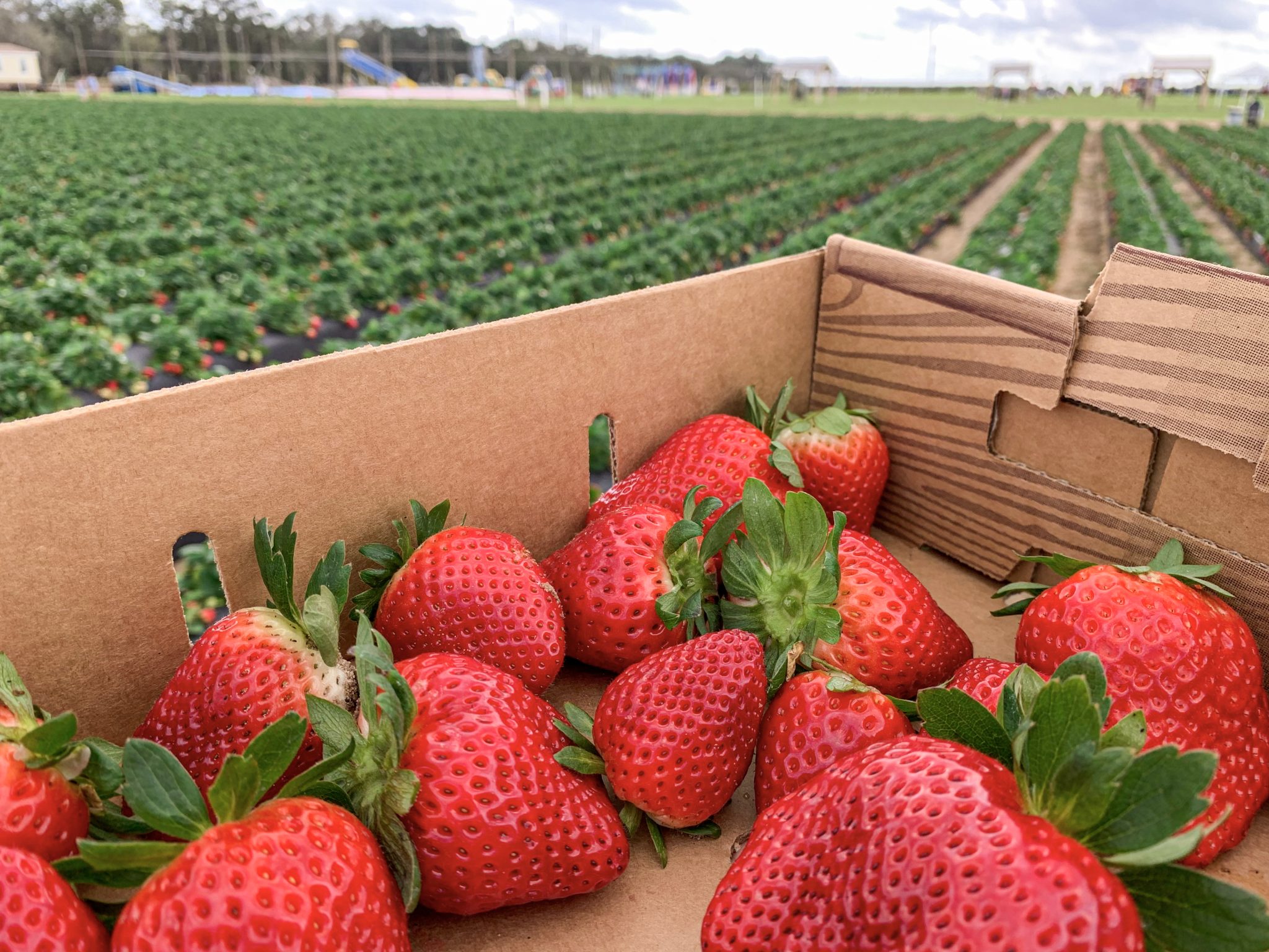Strawberries in a box at a strawberry field
