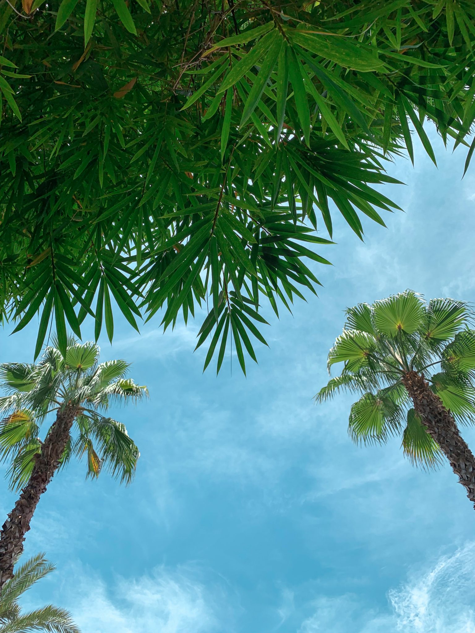 Looking up at the sky underneath palm trees