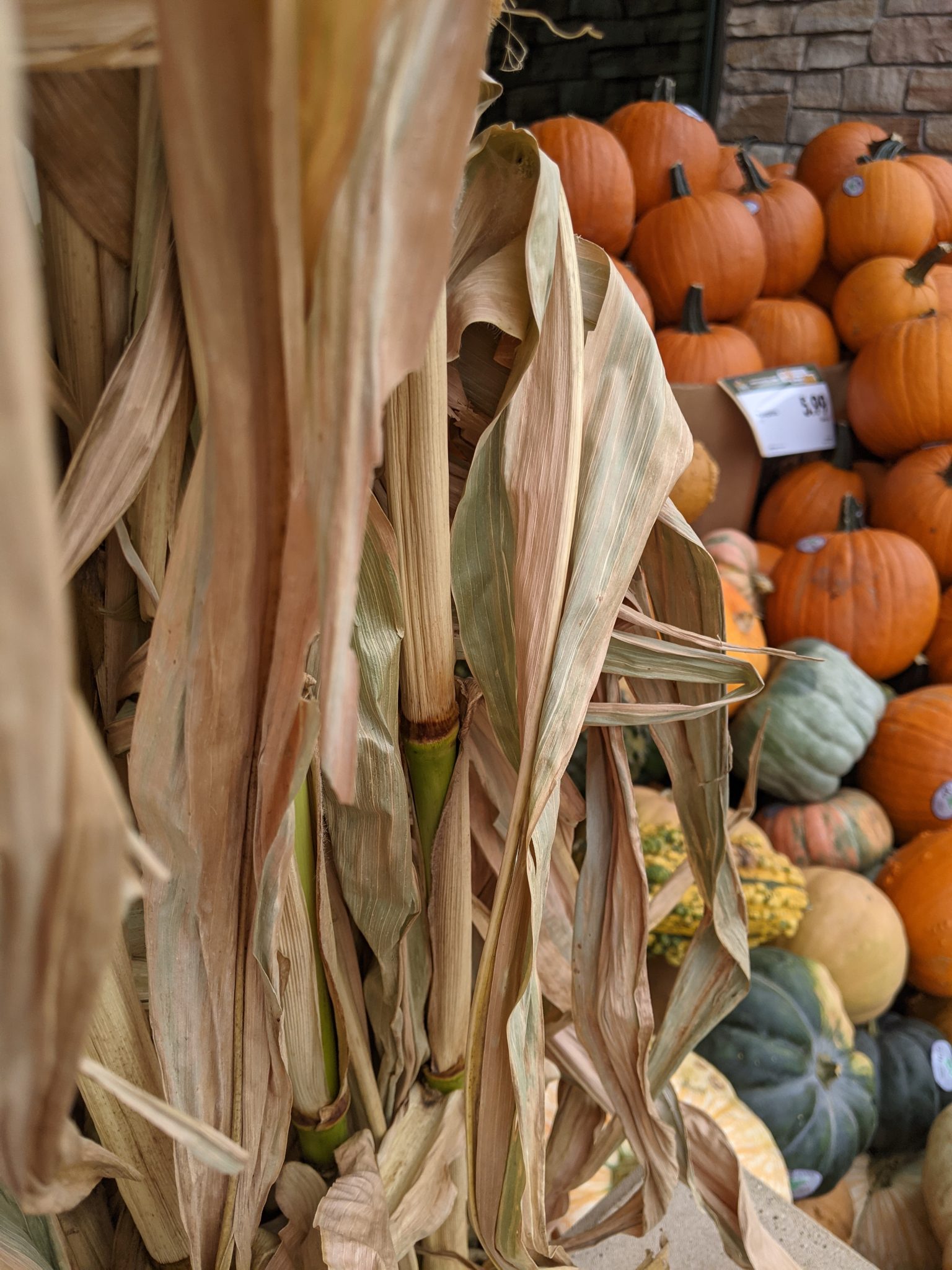 Corn shocks at a pumpkin sale