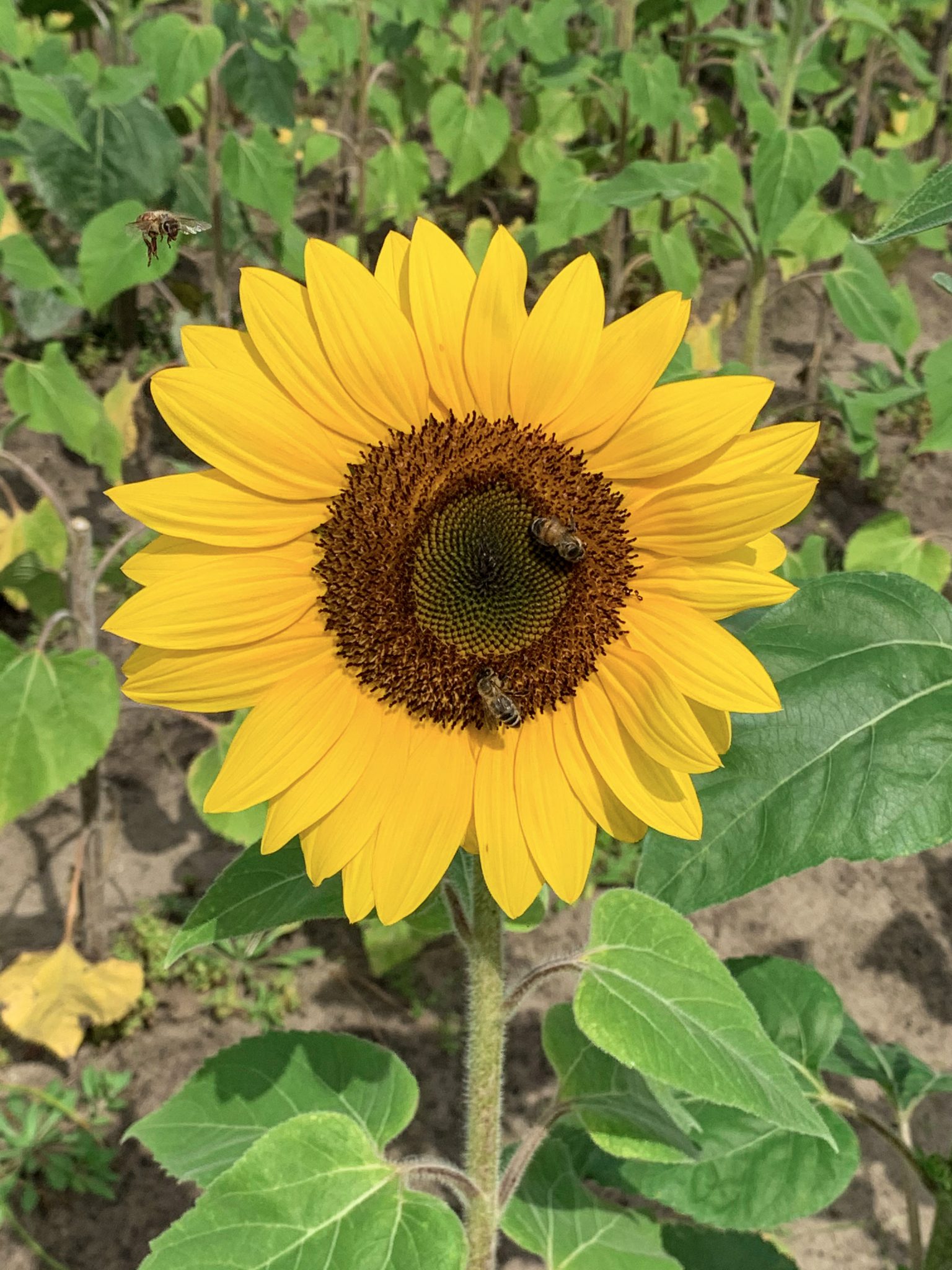 Sunflower with bees on it, including one flying to it