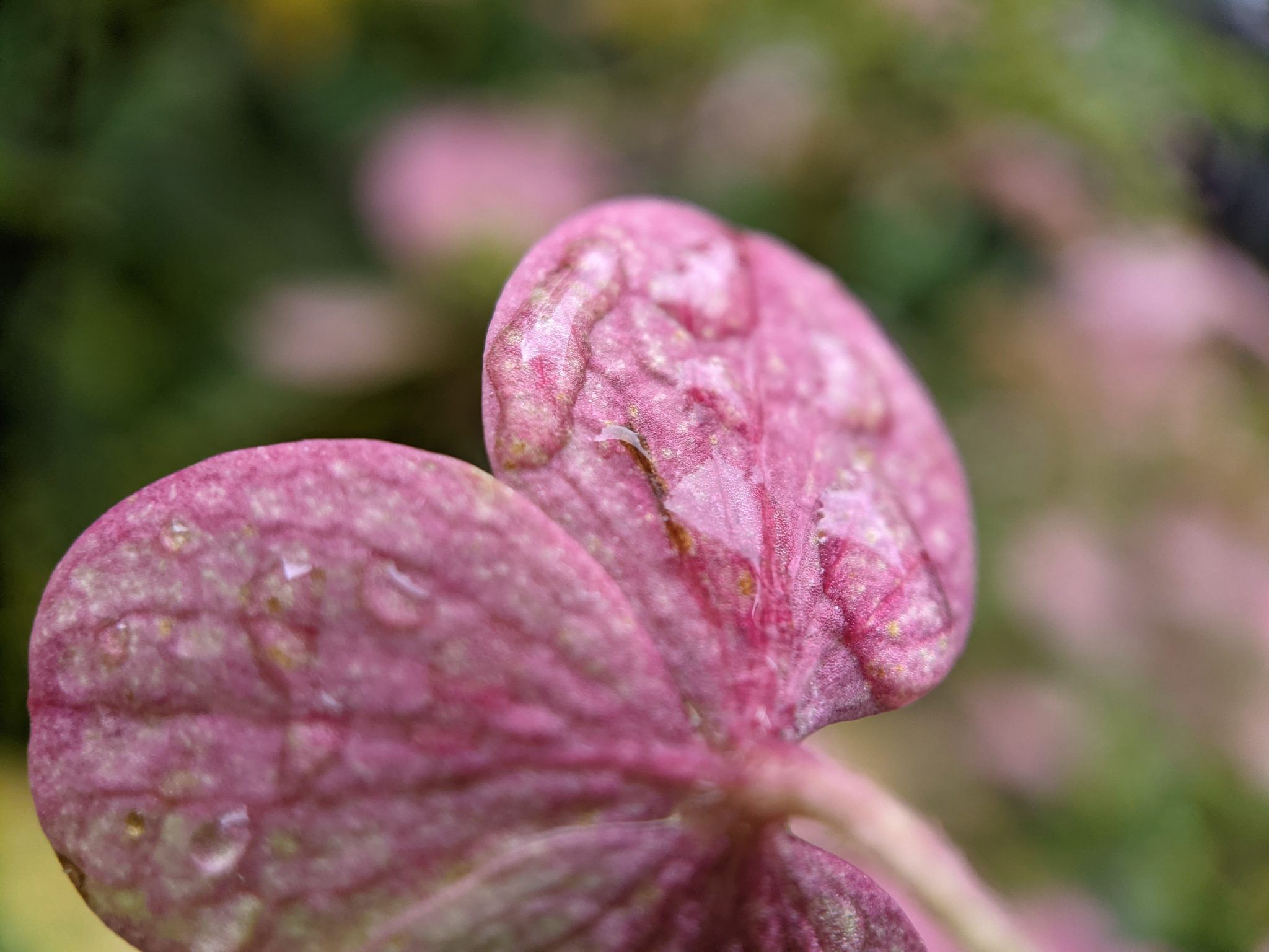 Water droplets on a hydrangea petal