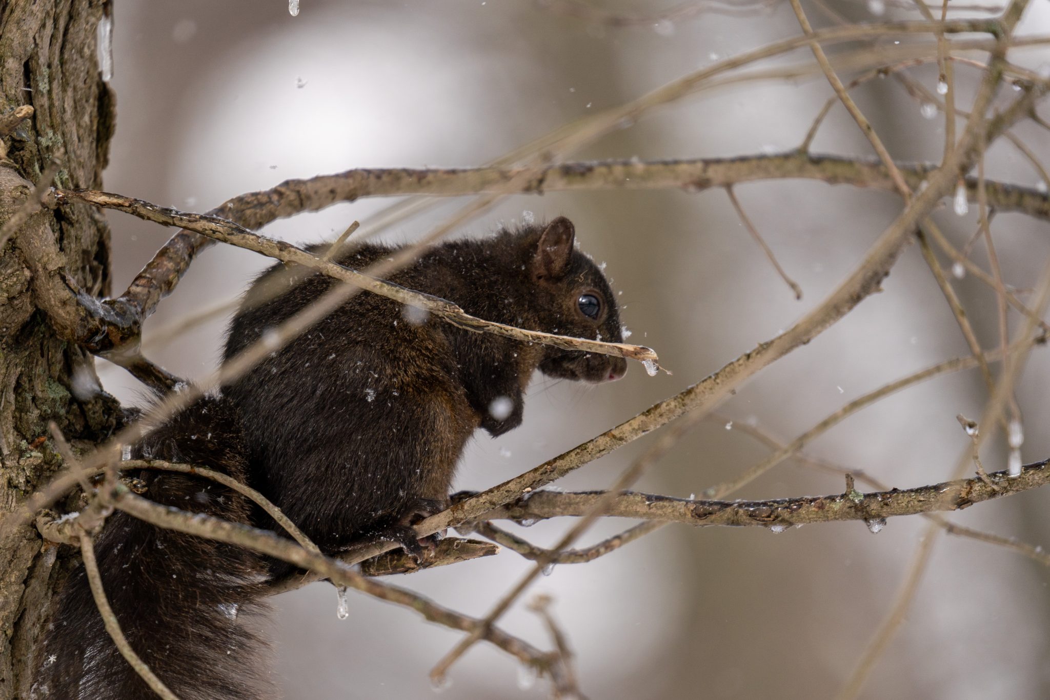 Black squirrel sitting on a branch