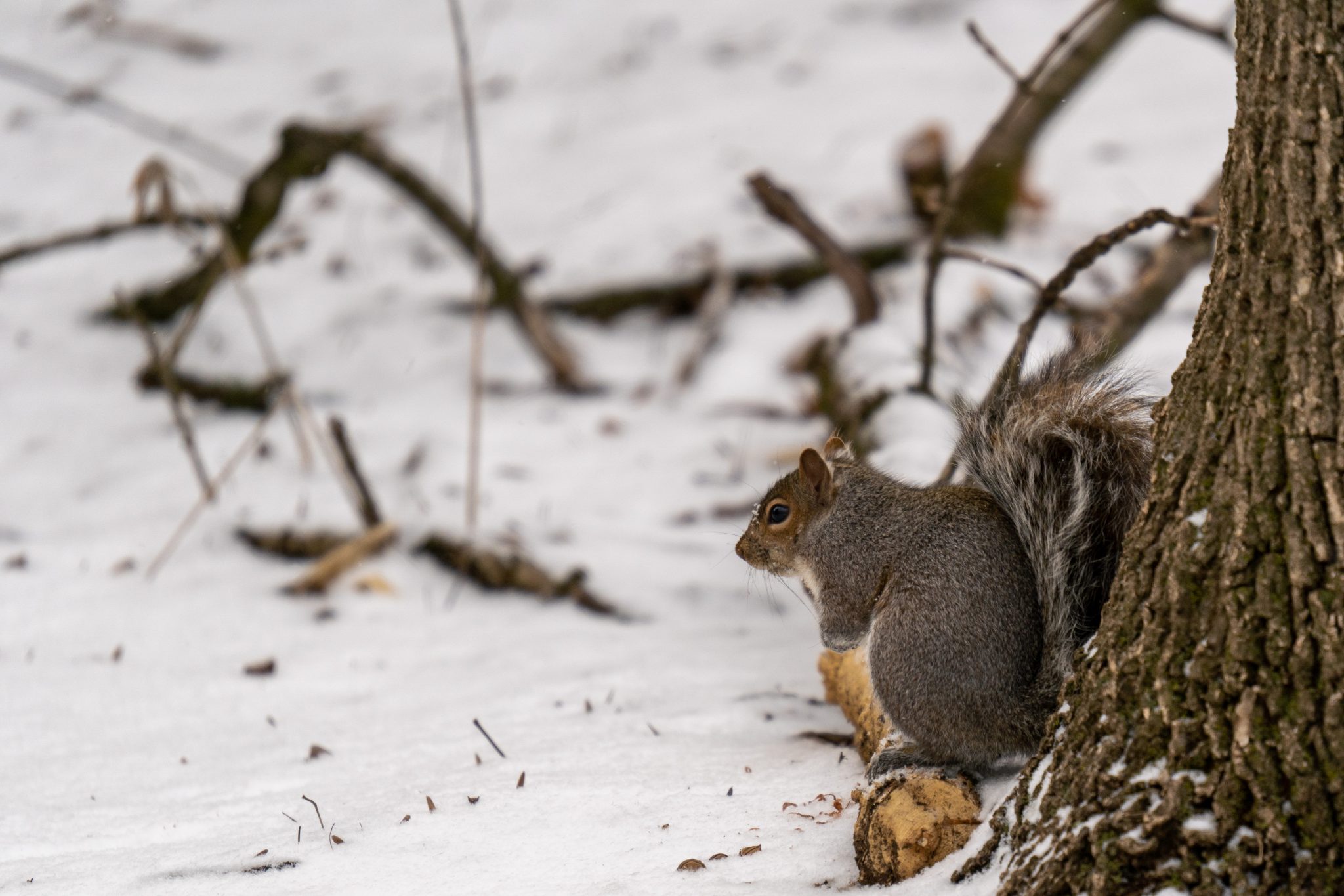 Fox squirrel sitting on a fallen branch