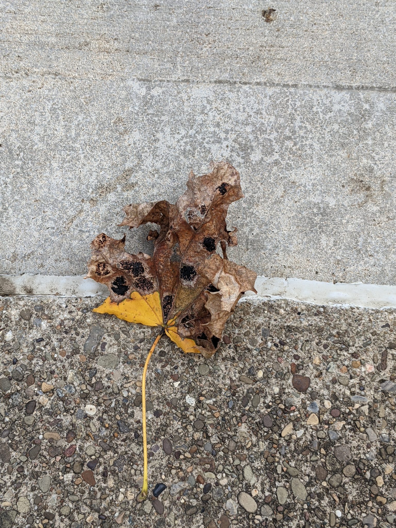 An orange leaf on the ground that is crumbling and trying brown