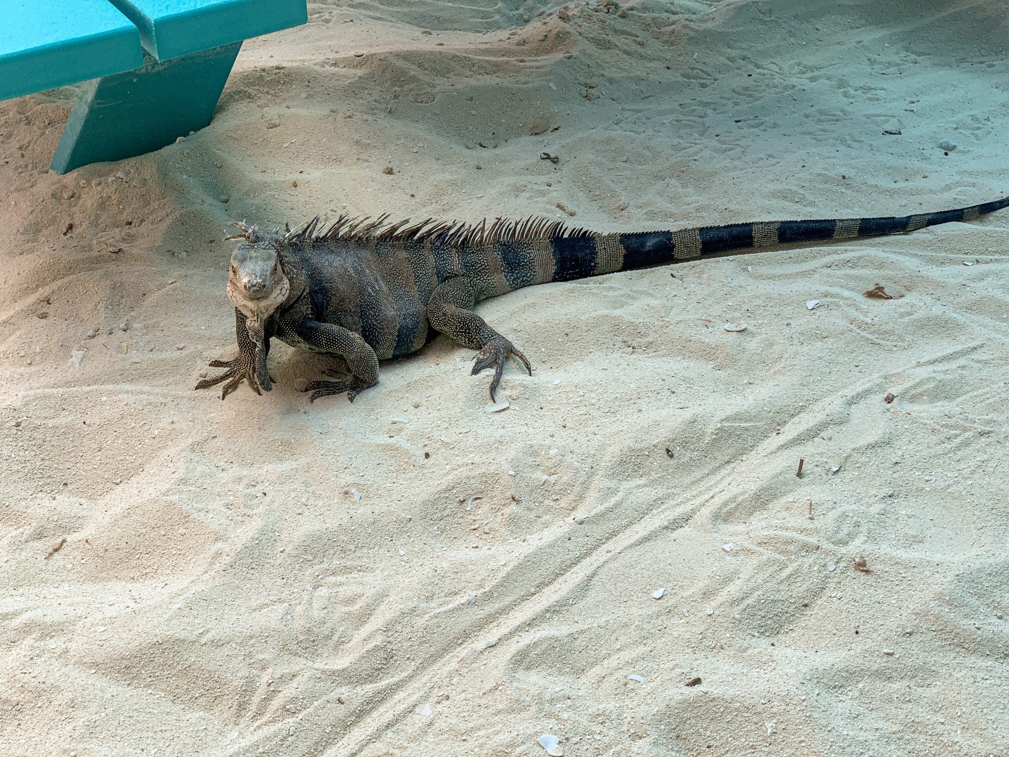 Iguana walking in the sand