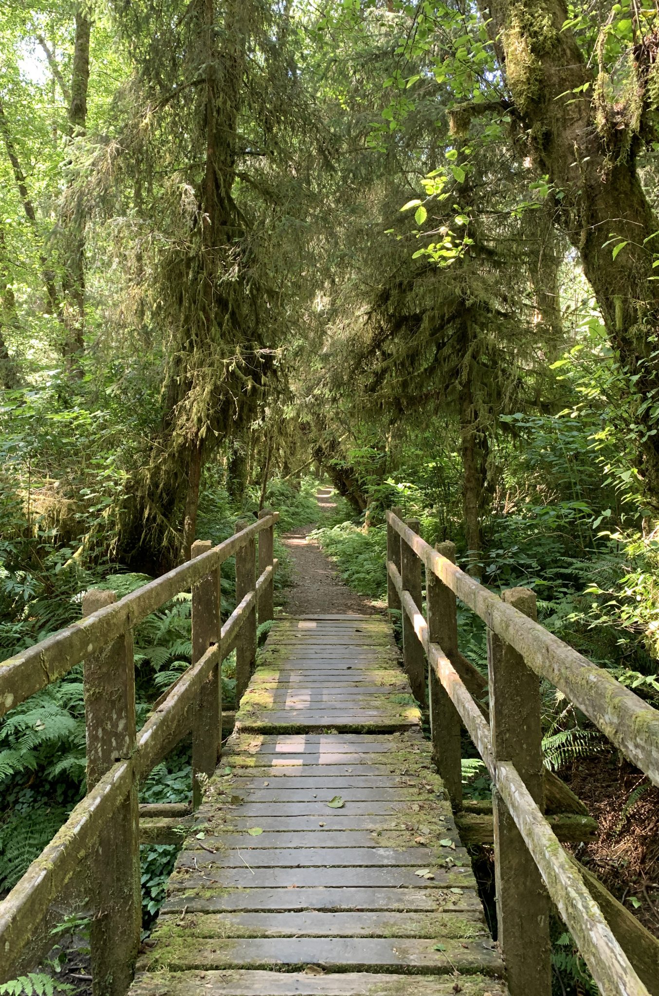 Wooden footbridge on rainforest trail
