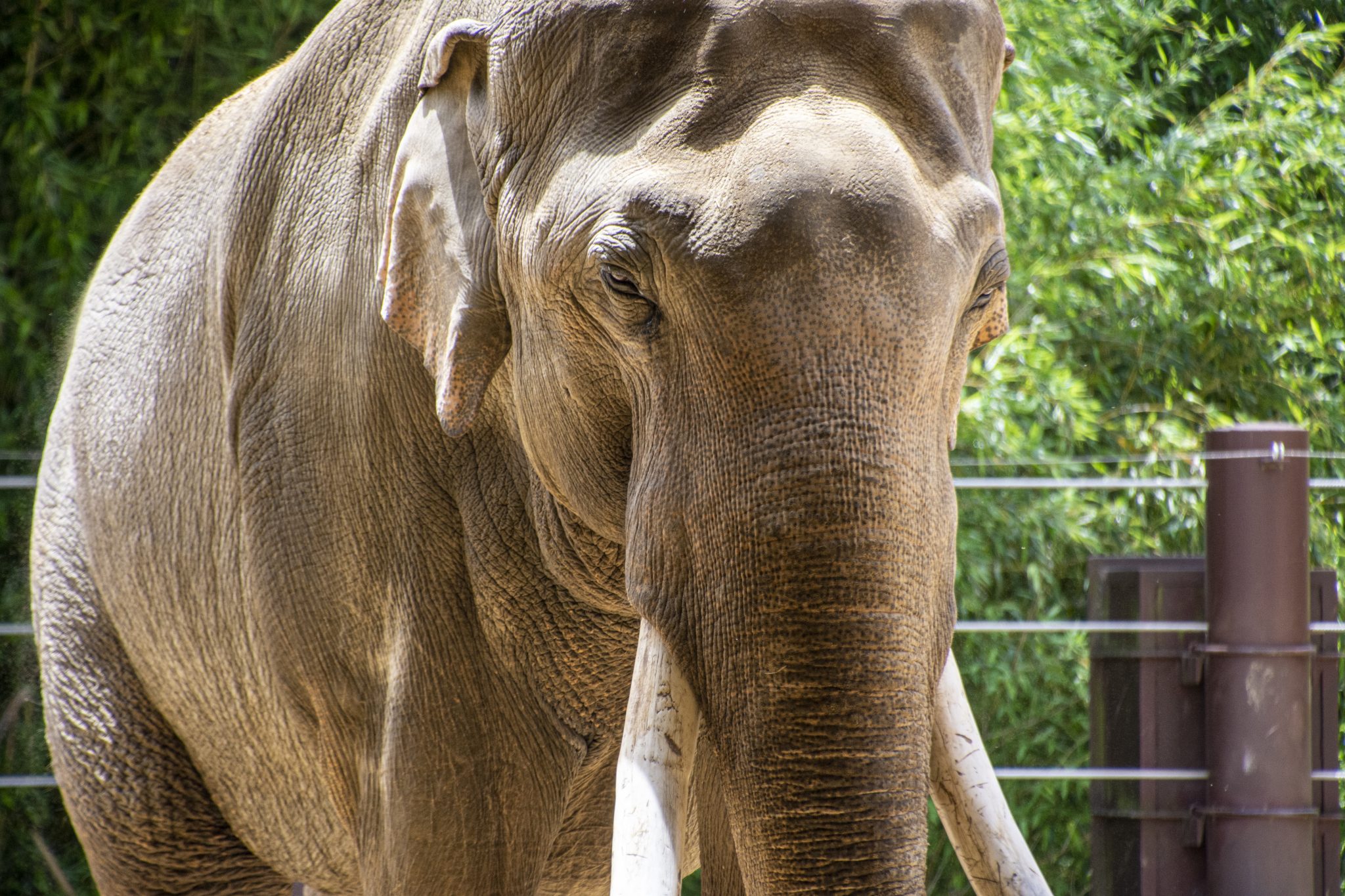 Head of an Asian elephant