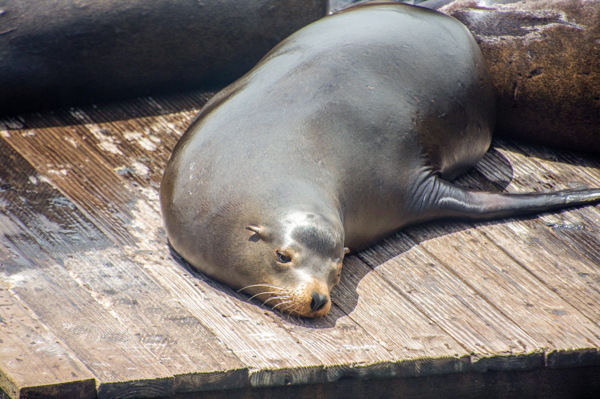 Sea lion resting on a wooden platform