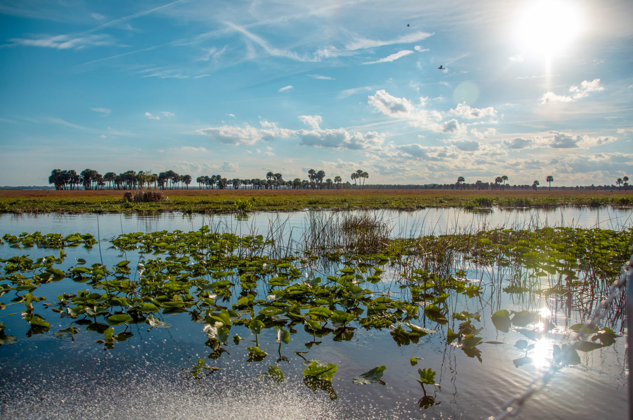 Florida marsh land in the morning