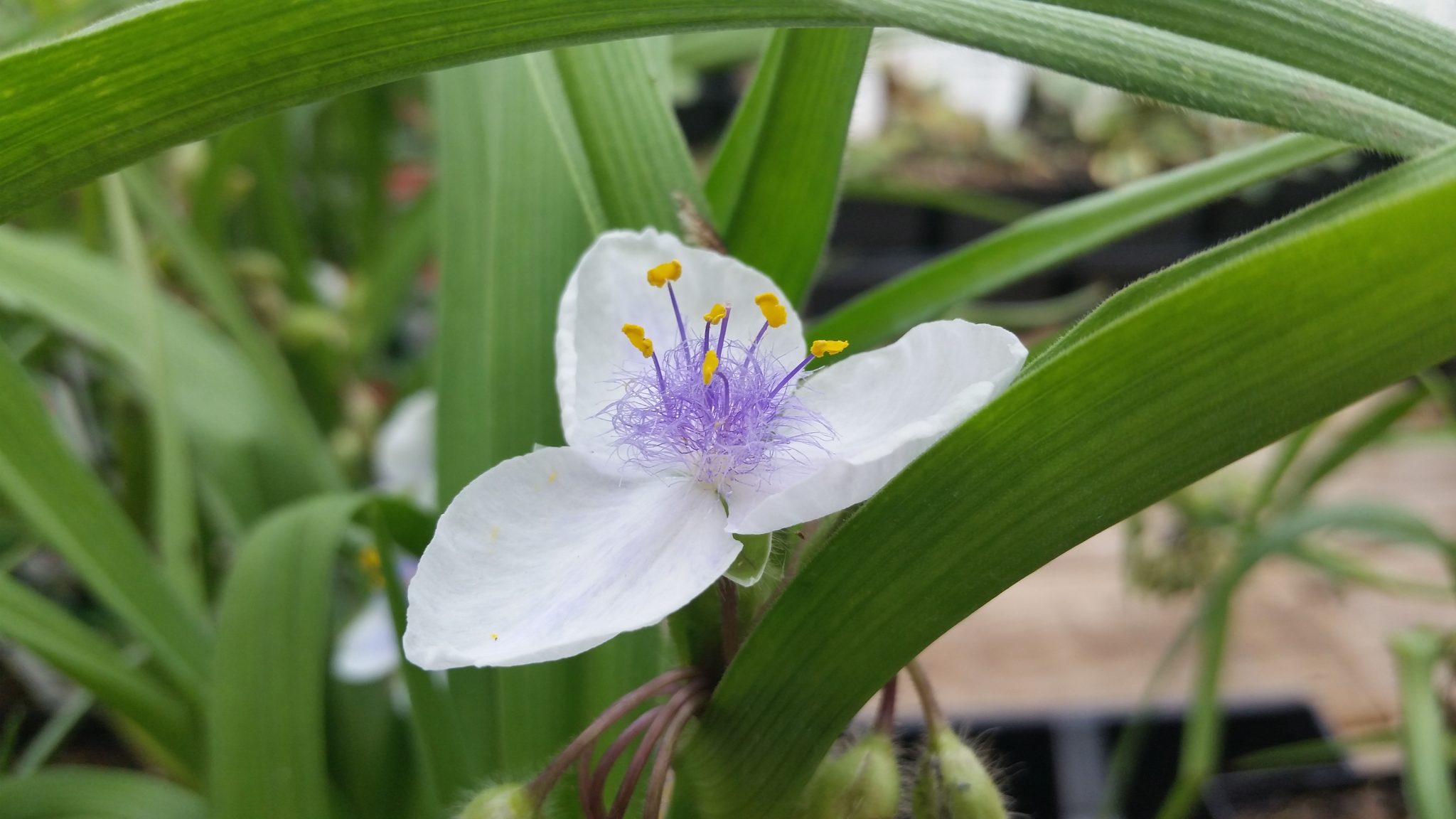 White flower with purple center
