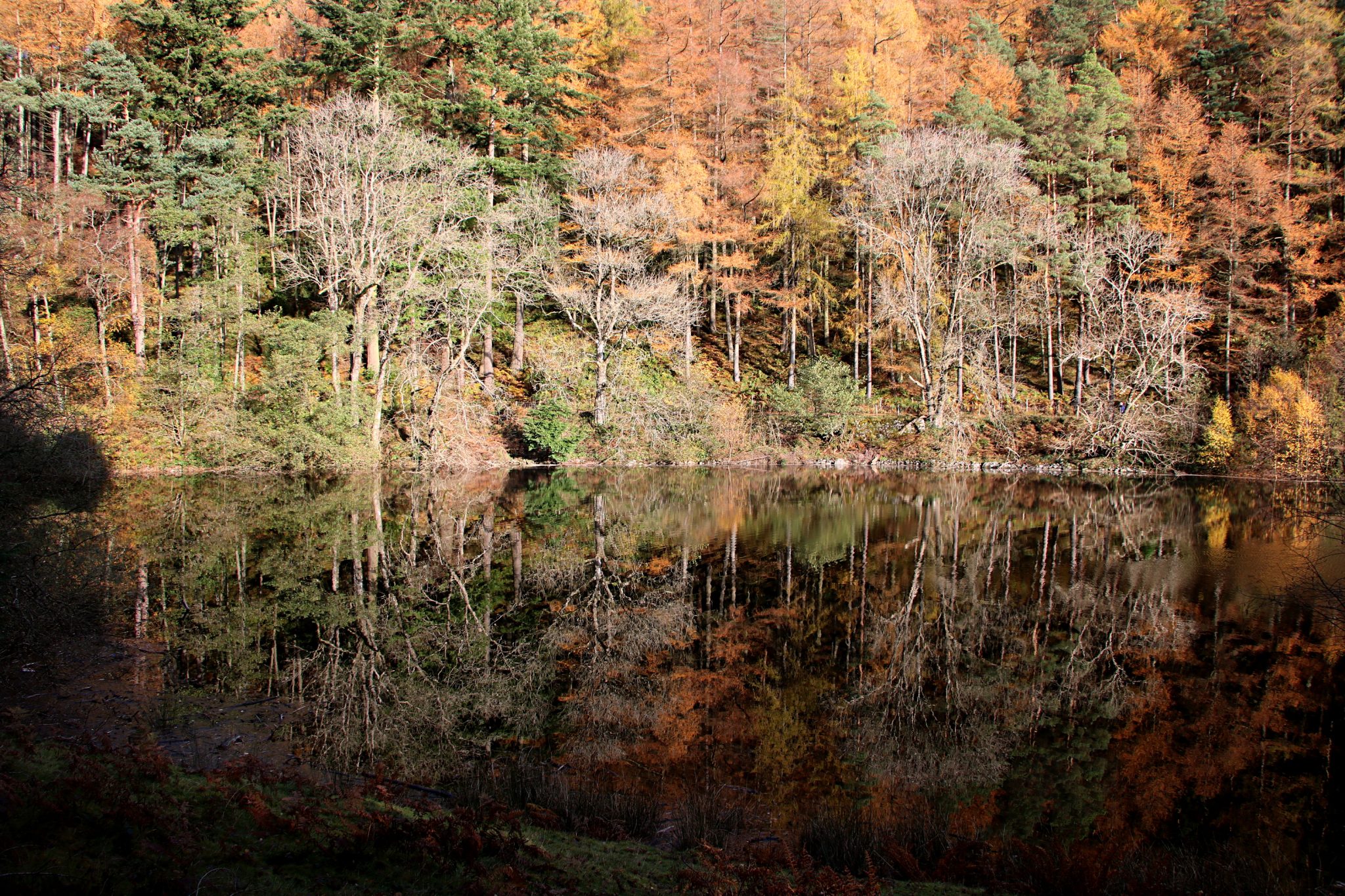 Tree reflections in lake (Elan Valley, Wales)
