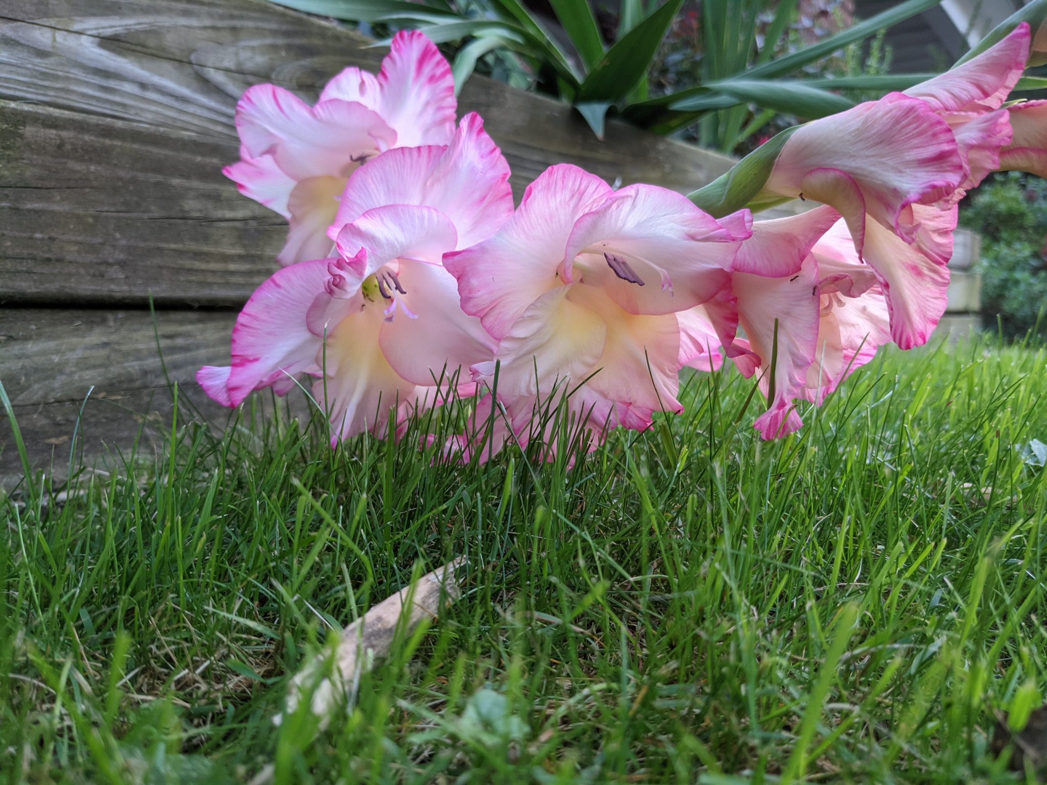 Two pink flowers, above green grass