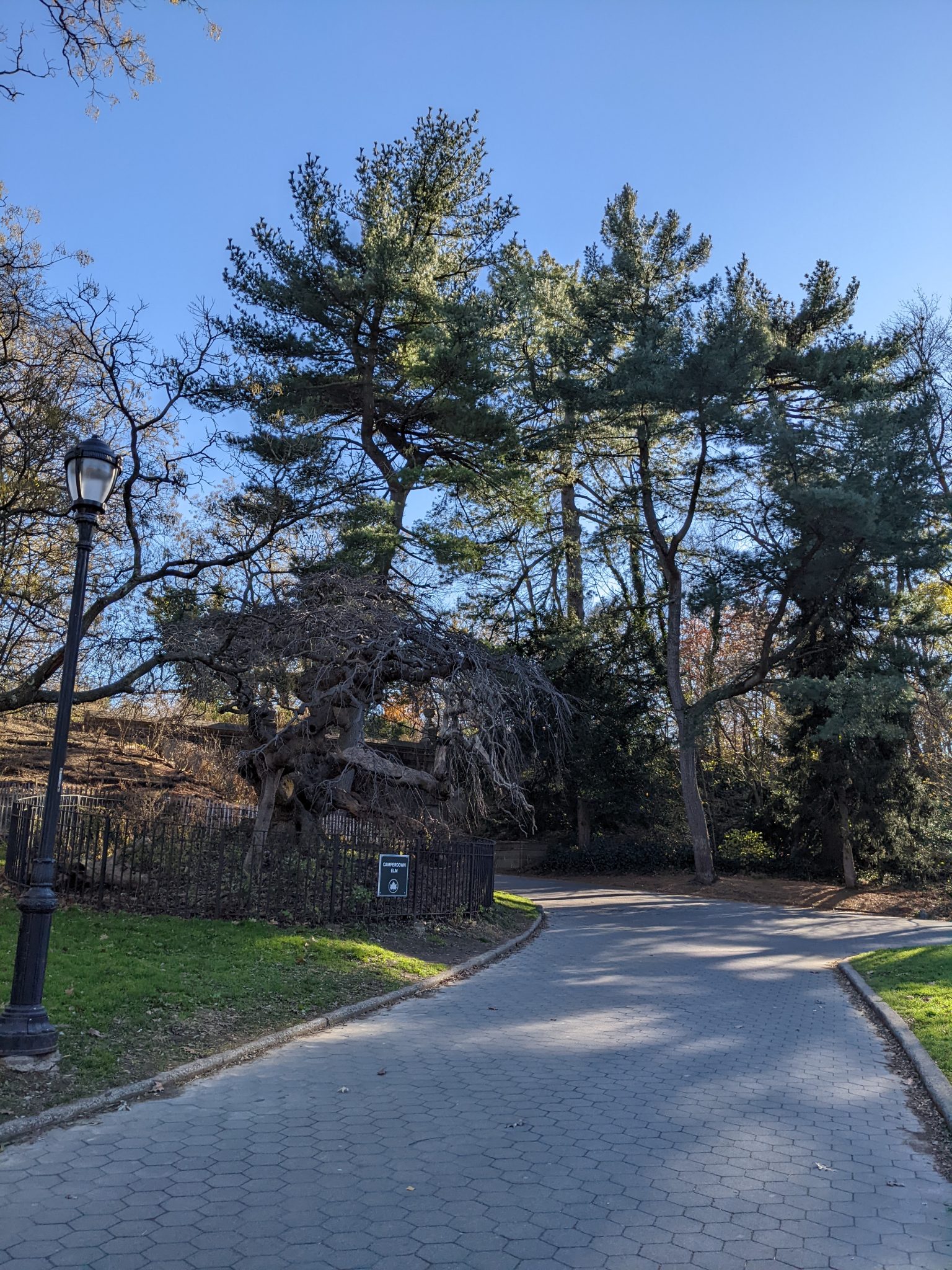 Tree-lined path in Brooklyn's Prospect Park