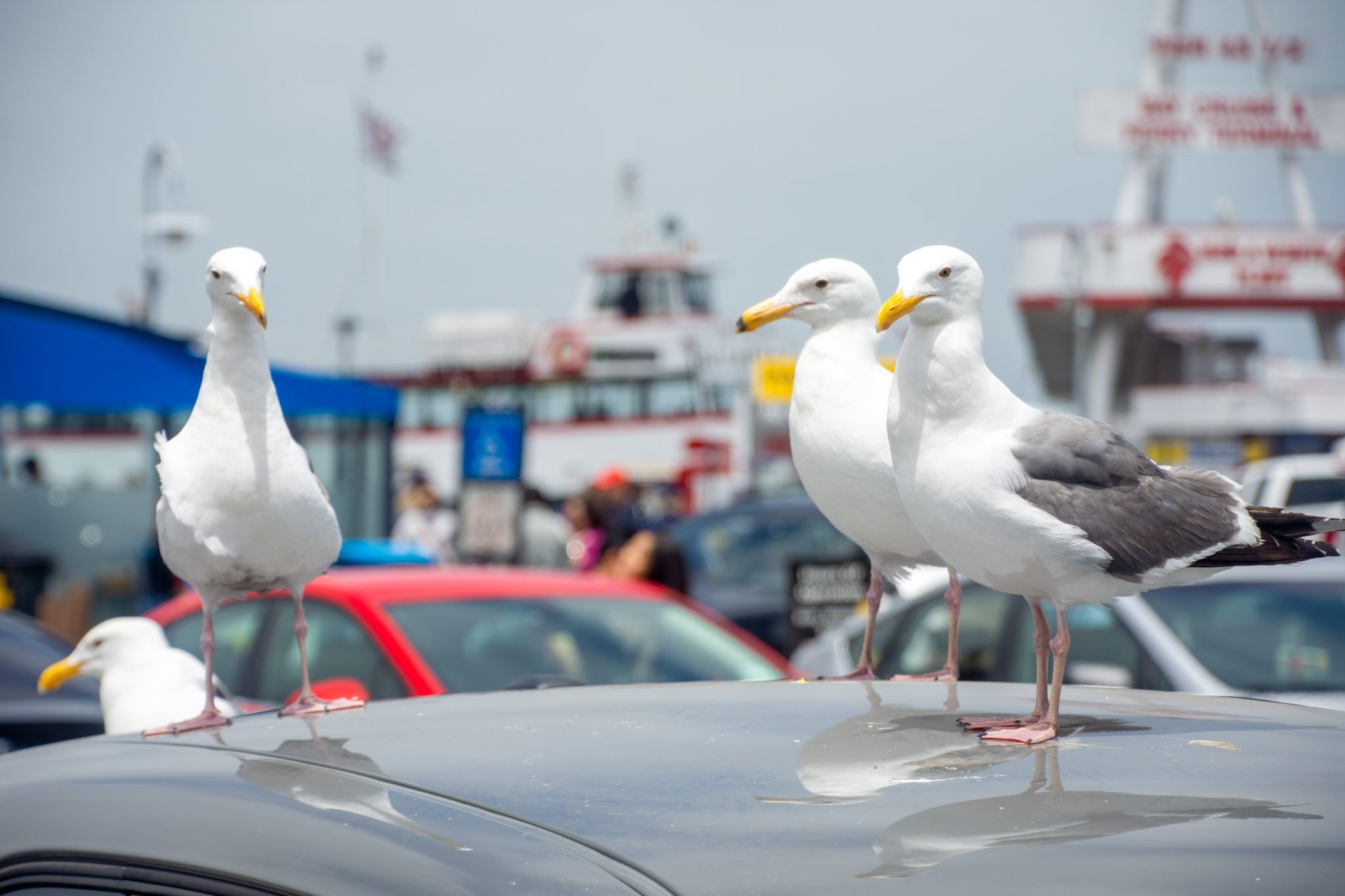 Seagulls on a car at Fisherman's Wharf in San Francisco, California