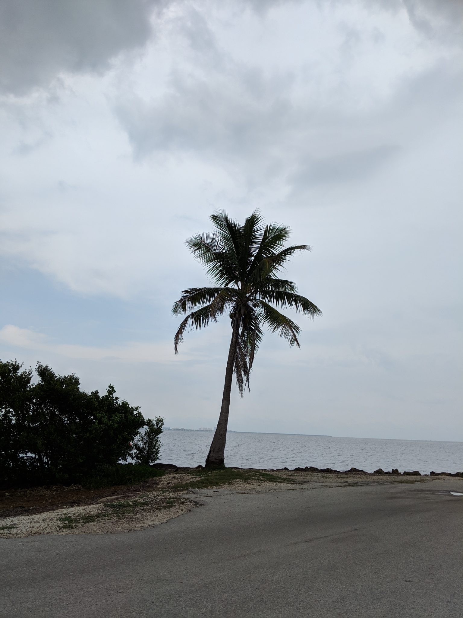 A single Palm tree on the edge of the land, before it becomes the sea