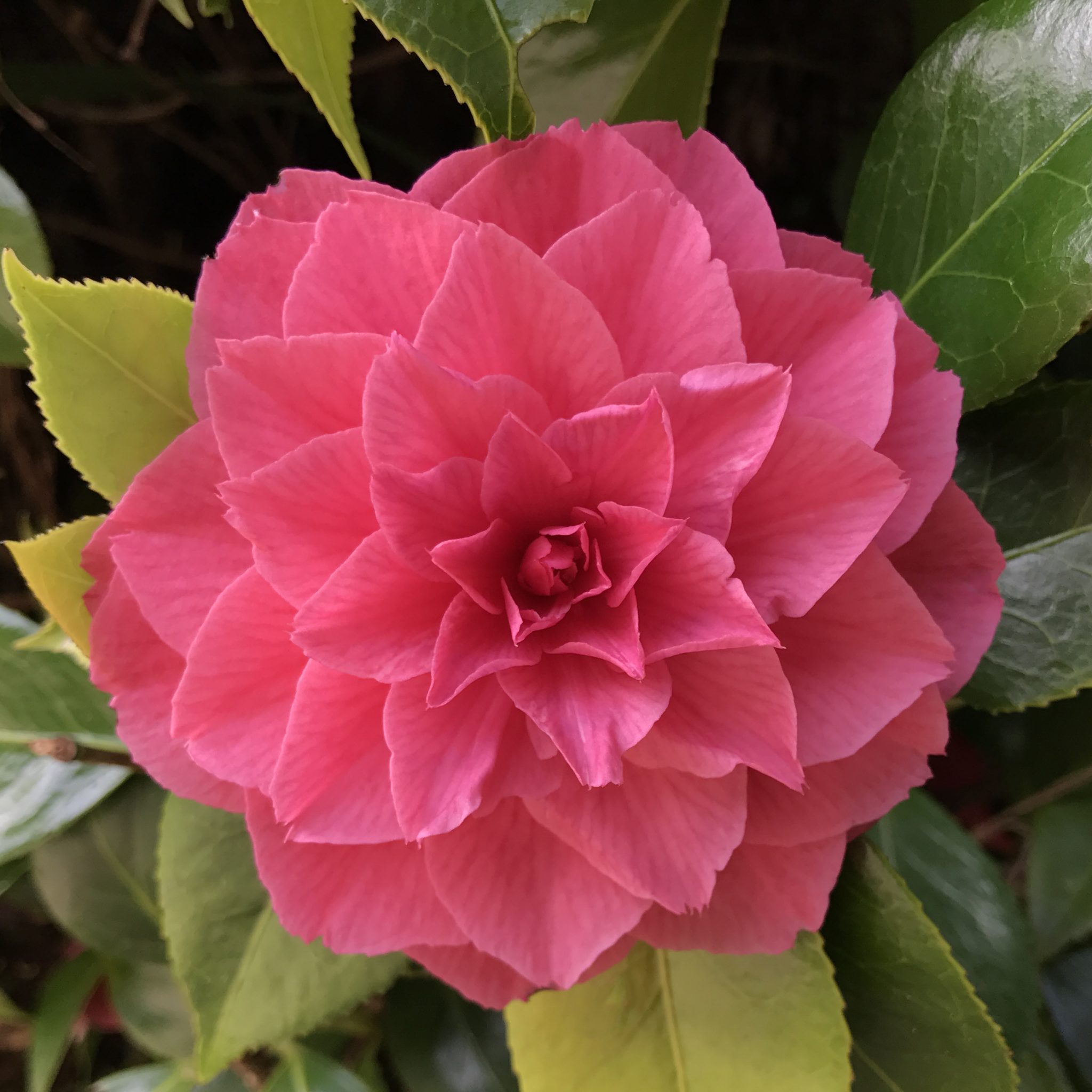 Pink Blooming Flower