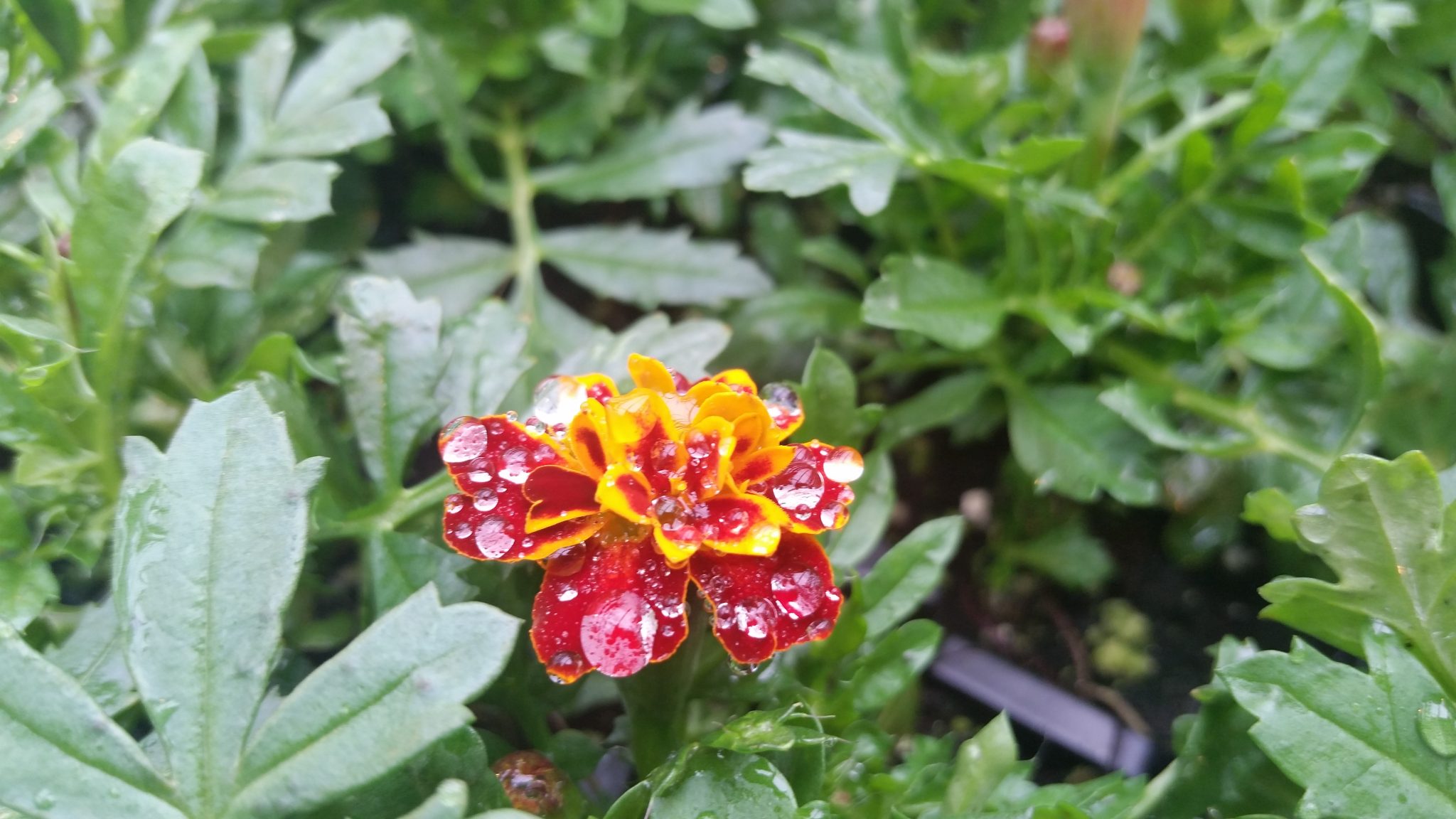 water droplets on flower blossom