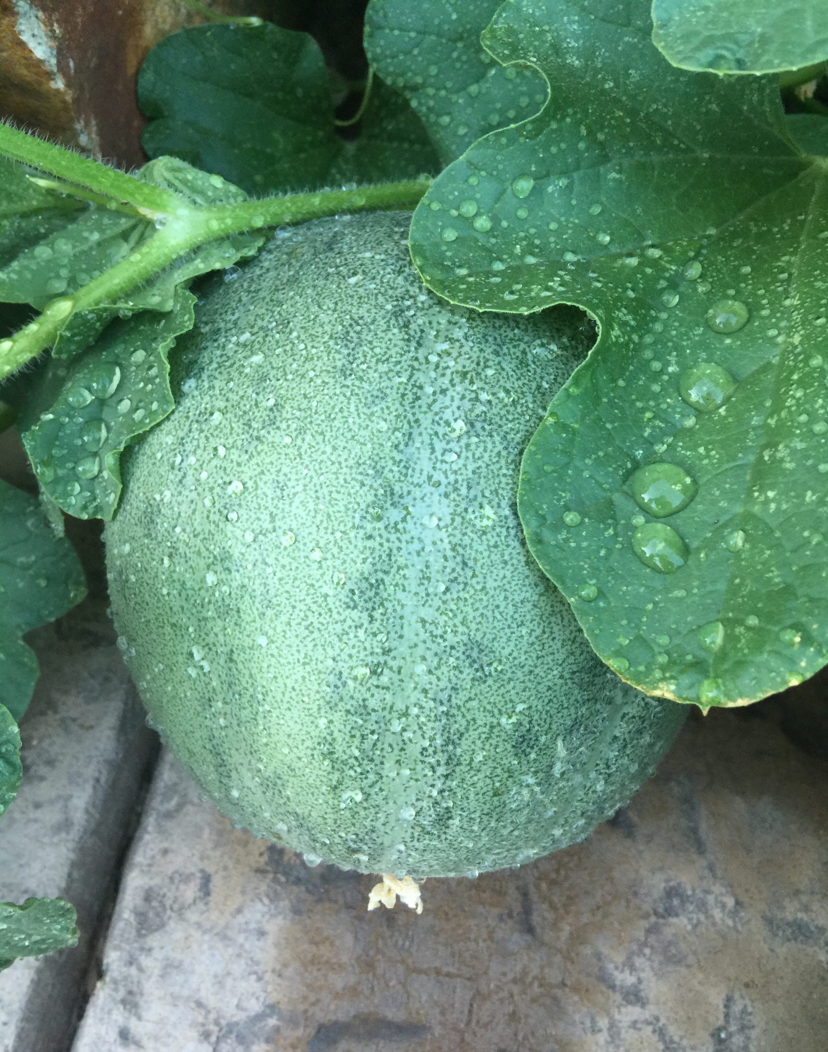 Watermelon In A Home Garden