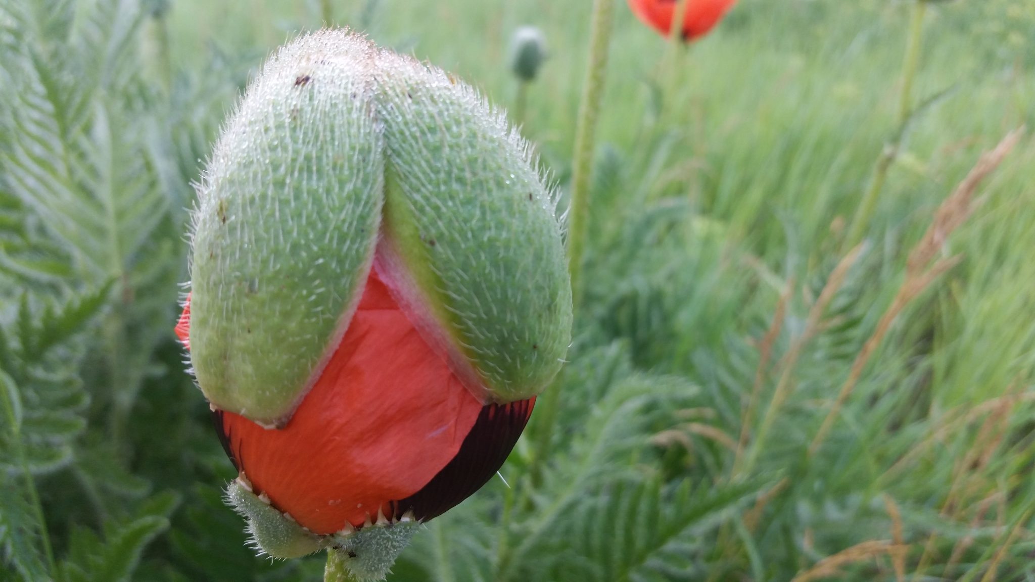 Poppy in mid-bloom