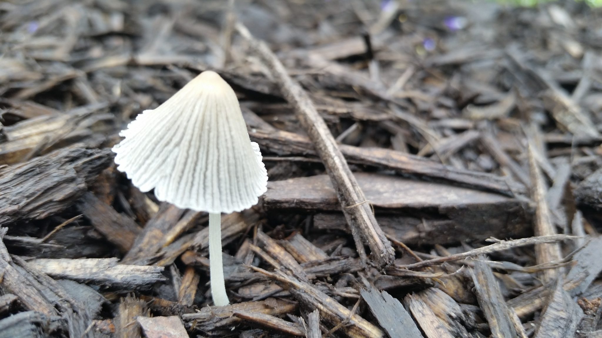 Half-opened mushroom