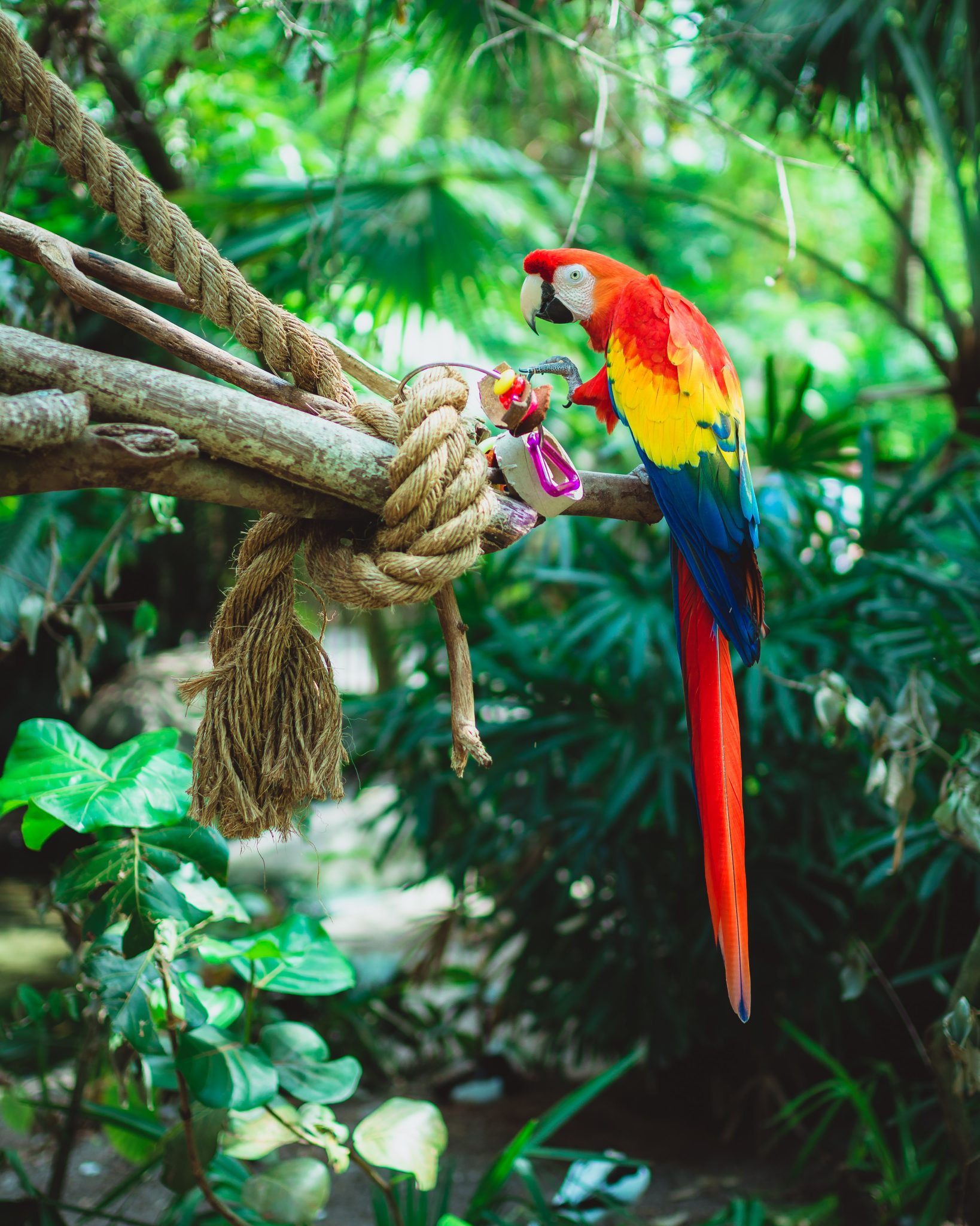 Macaw parrot with a long tail perched on a branch