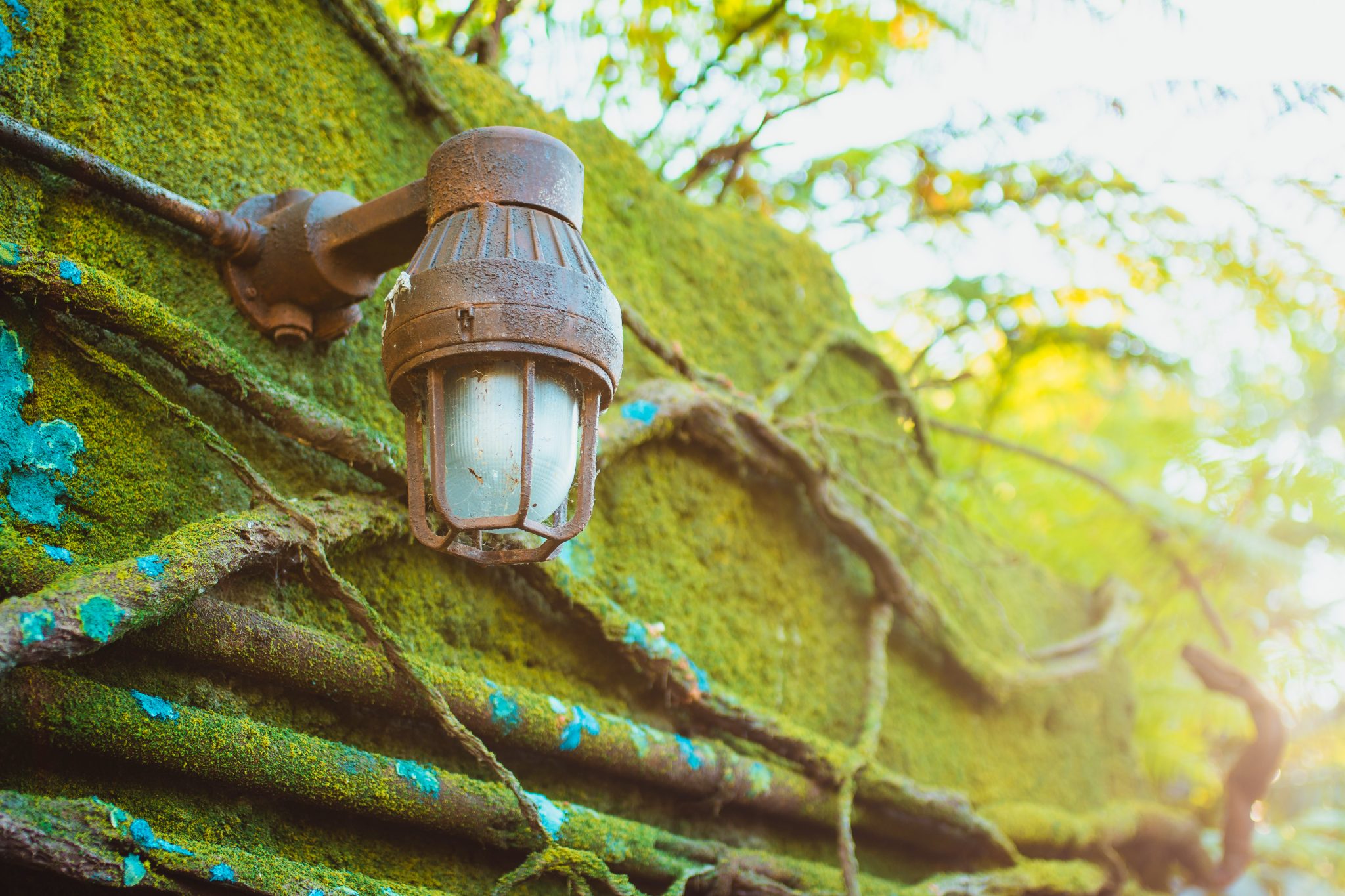 Light fixture on a mossy wall